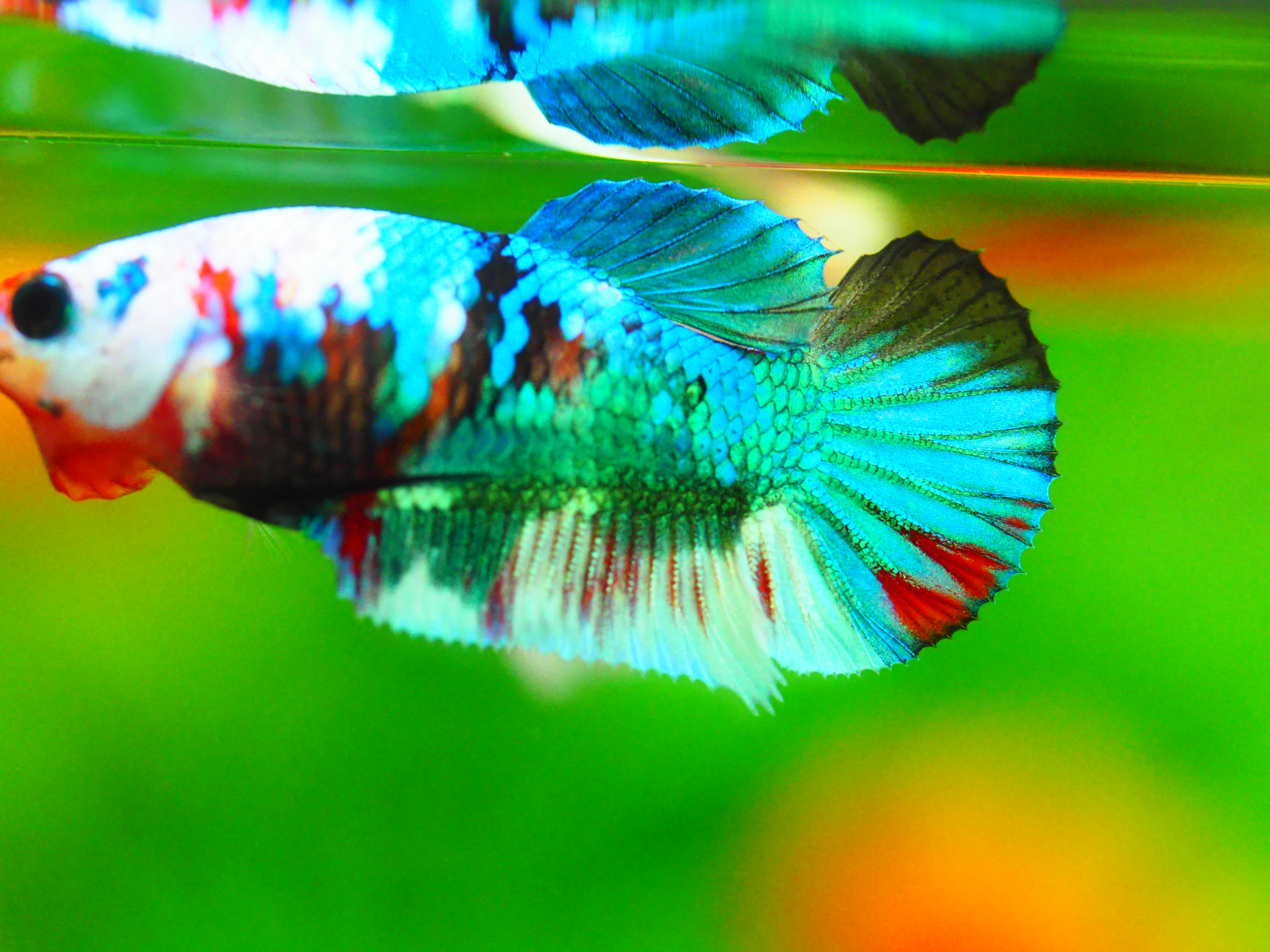 HMPK KOI GALAXY FN MALE GRADE A +++