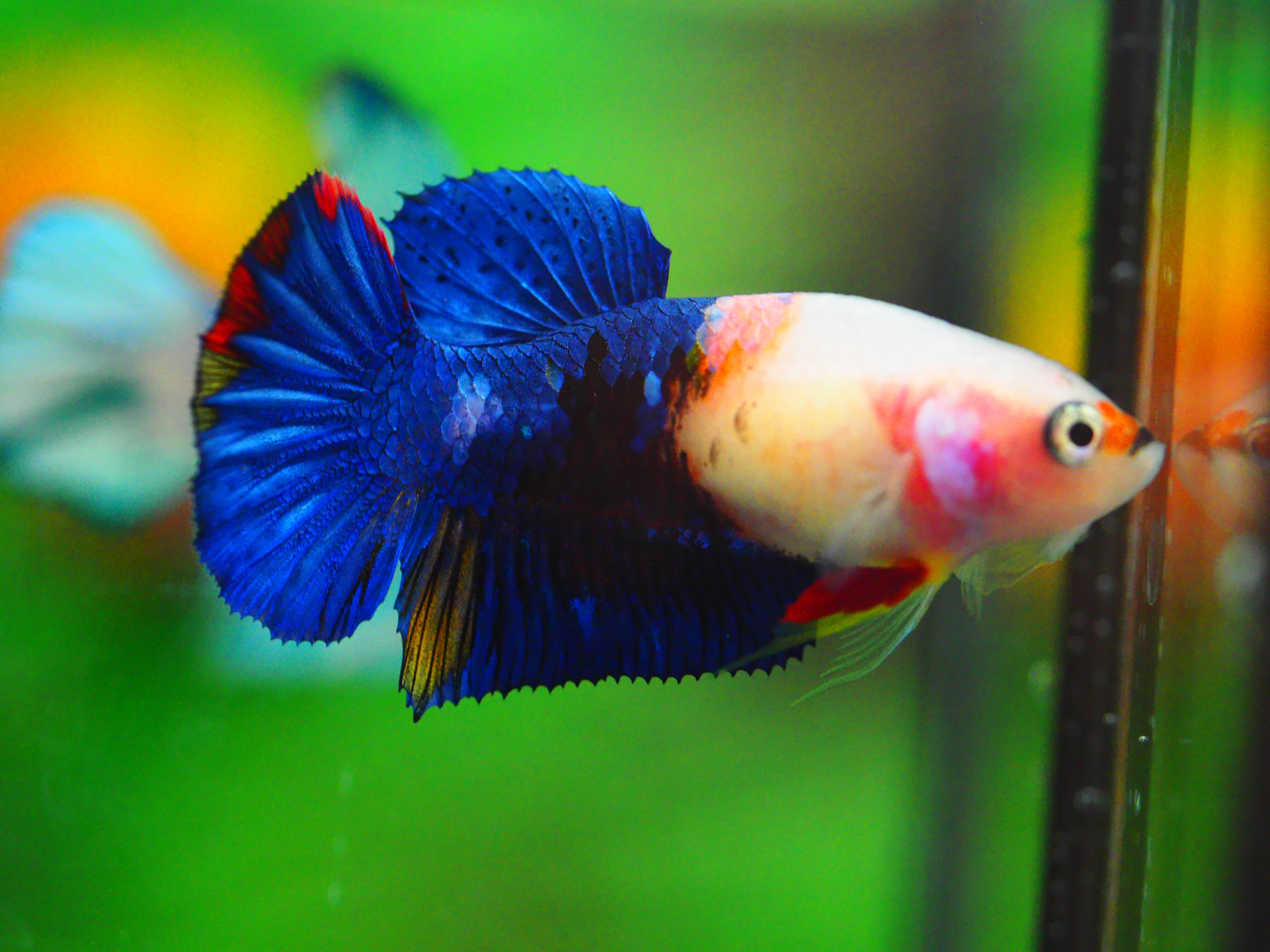 HMPK KOI GALAXY FNMALE GRADE A +++