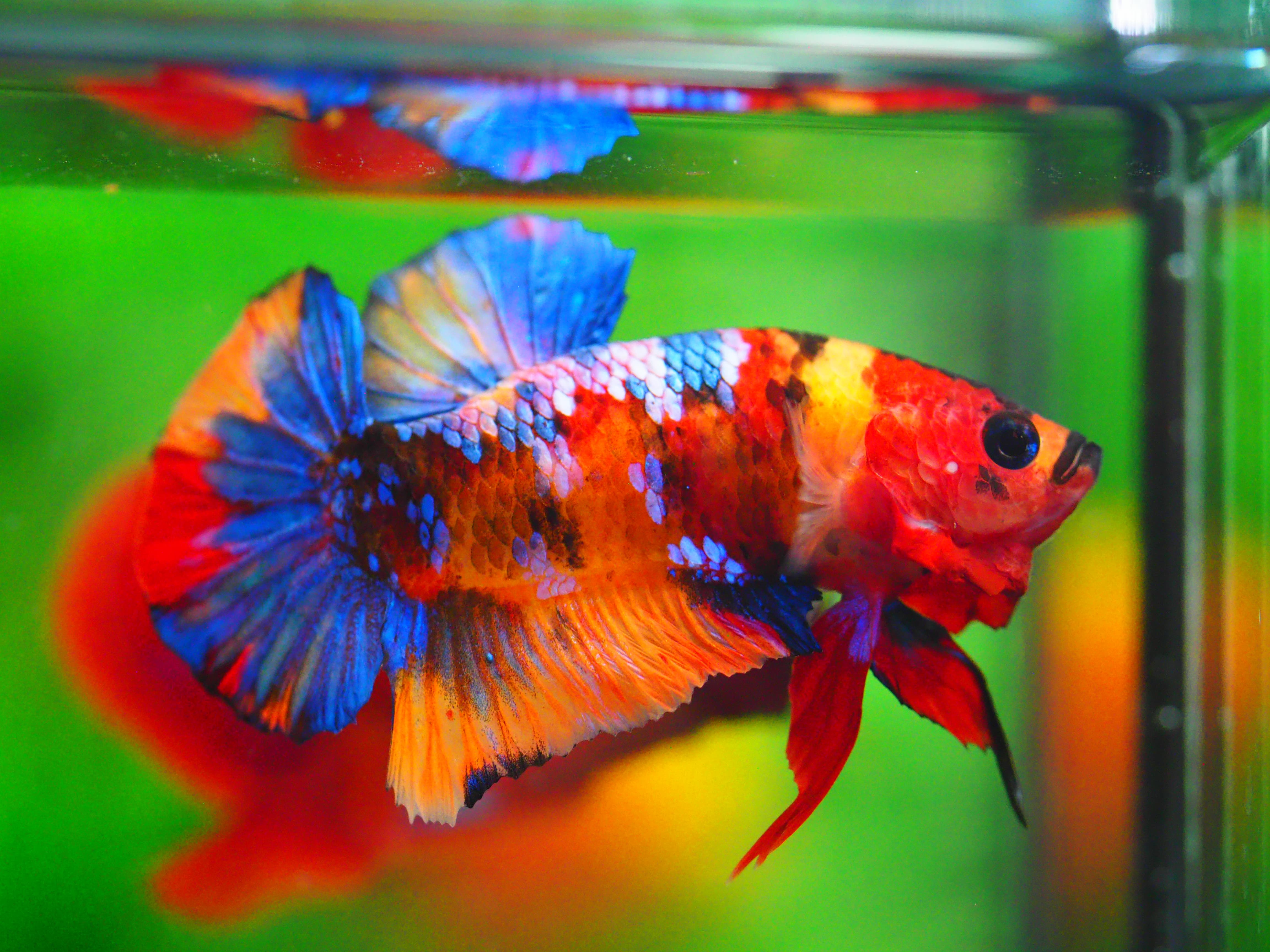 HMPK NEMO GALAXY MALE GRADE A +++