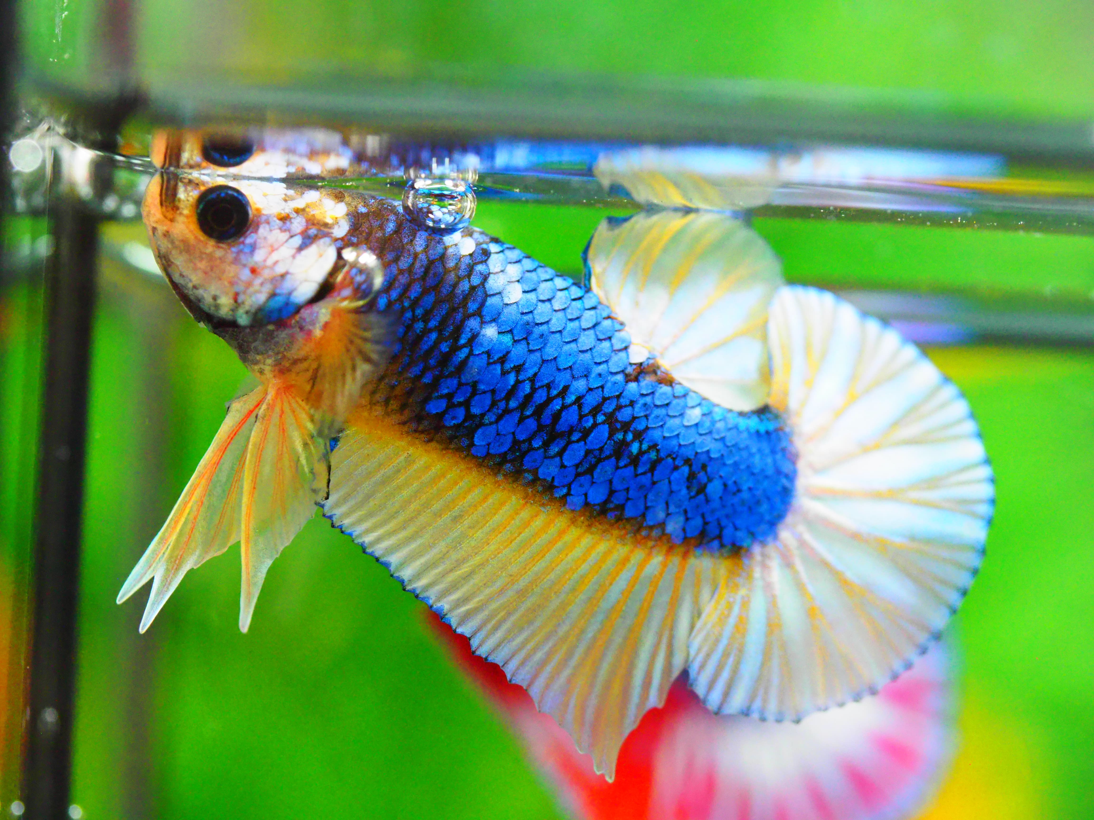 HMPK FANCY MALE GRADE A +++