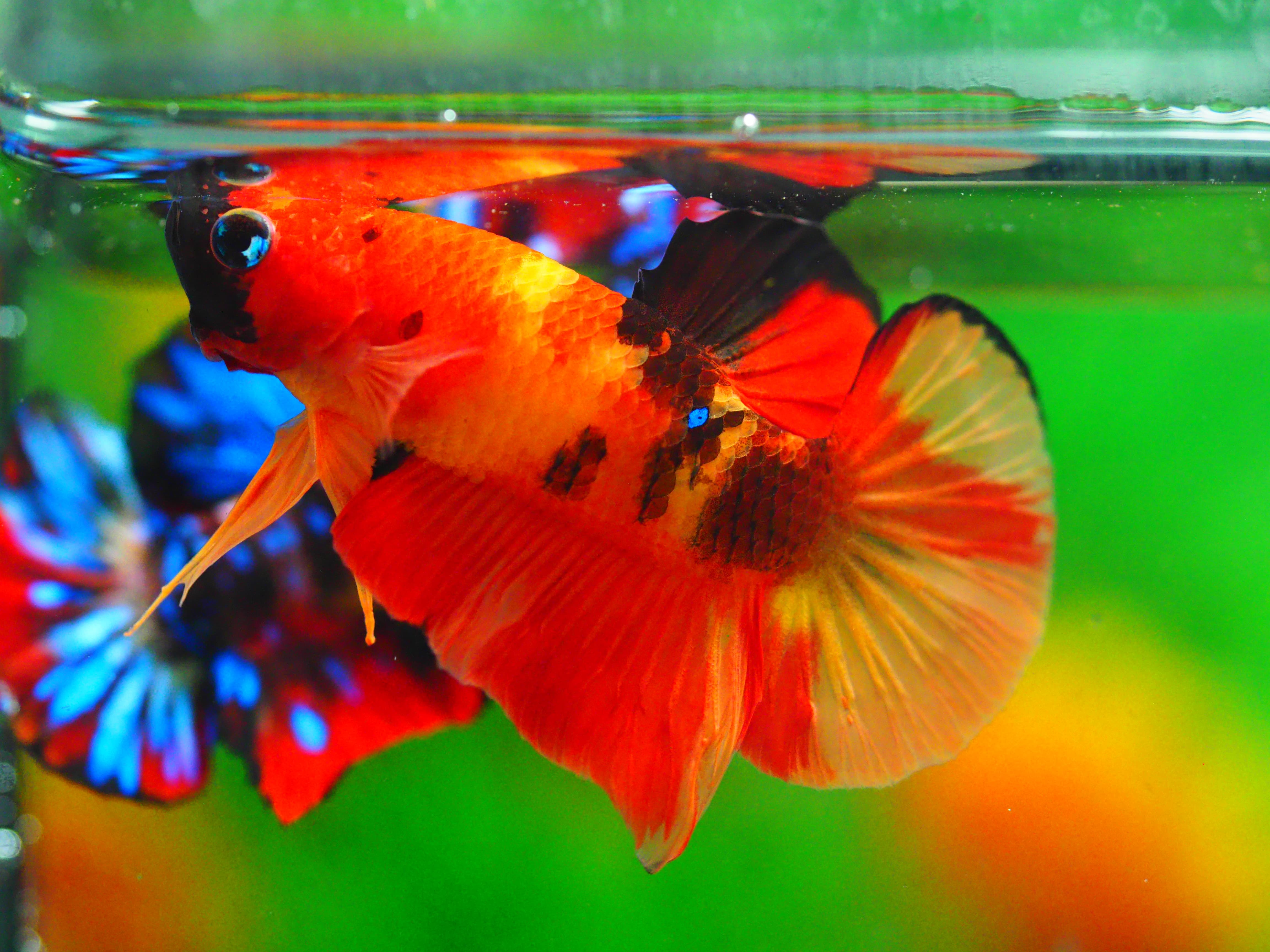 HMPK NEMO MALE GRADE A +++