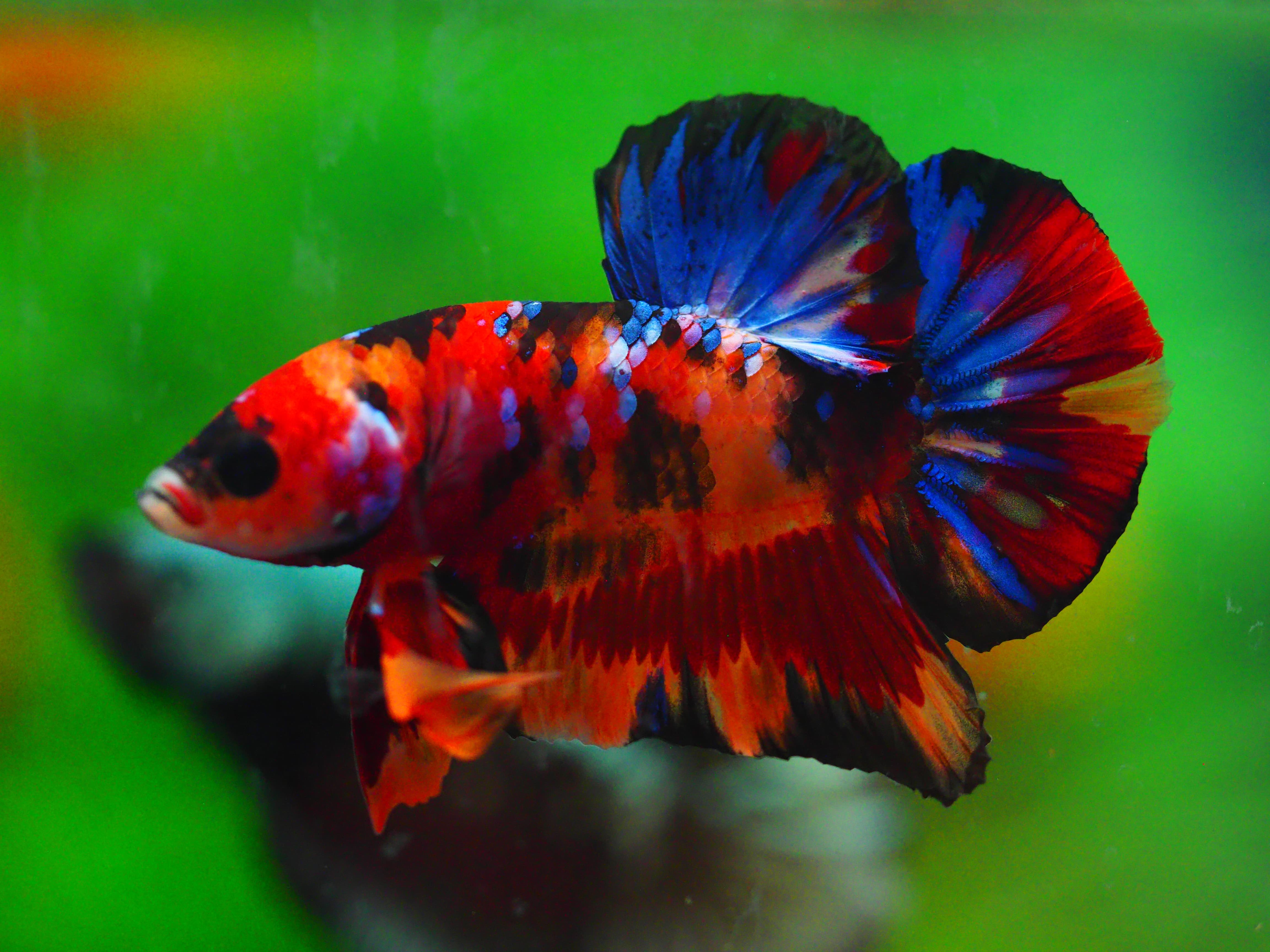 HMPK NEMO GALAXY MALE GRADE A +++