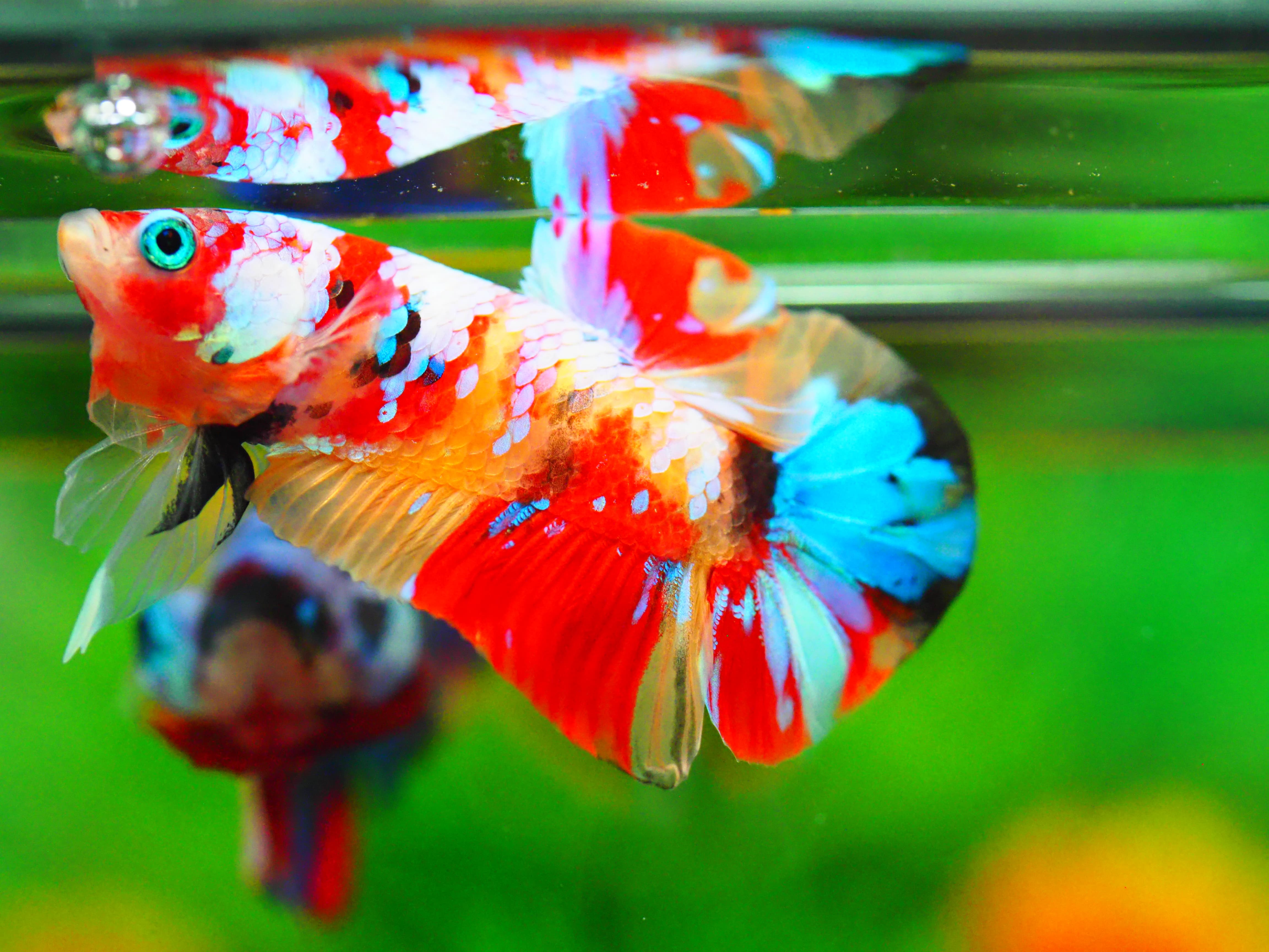 HMPK NEMO GALAXY MALE GRADE A +++