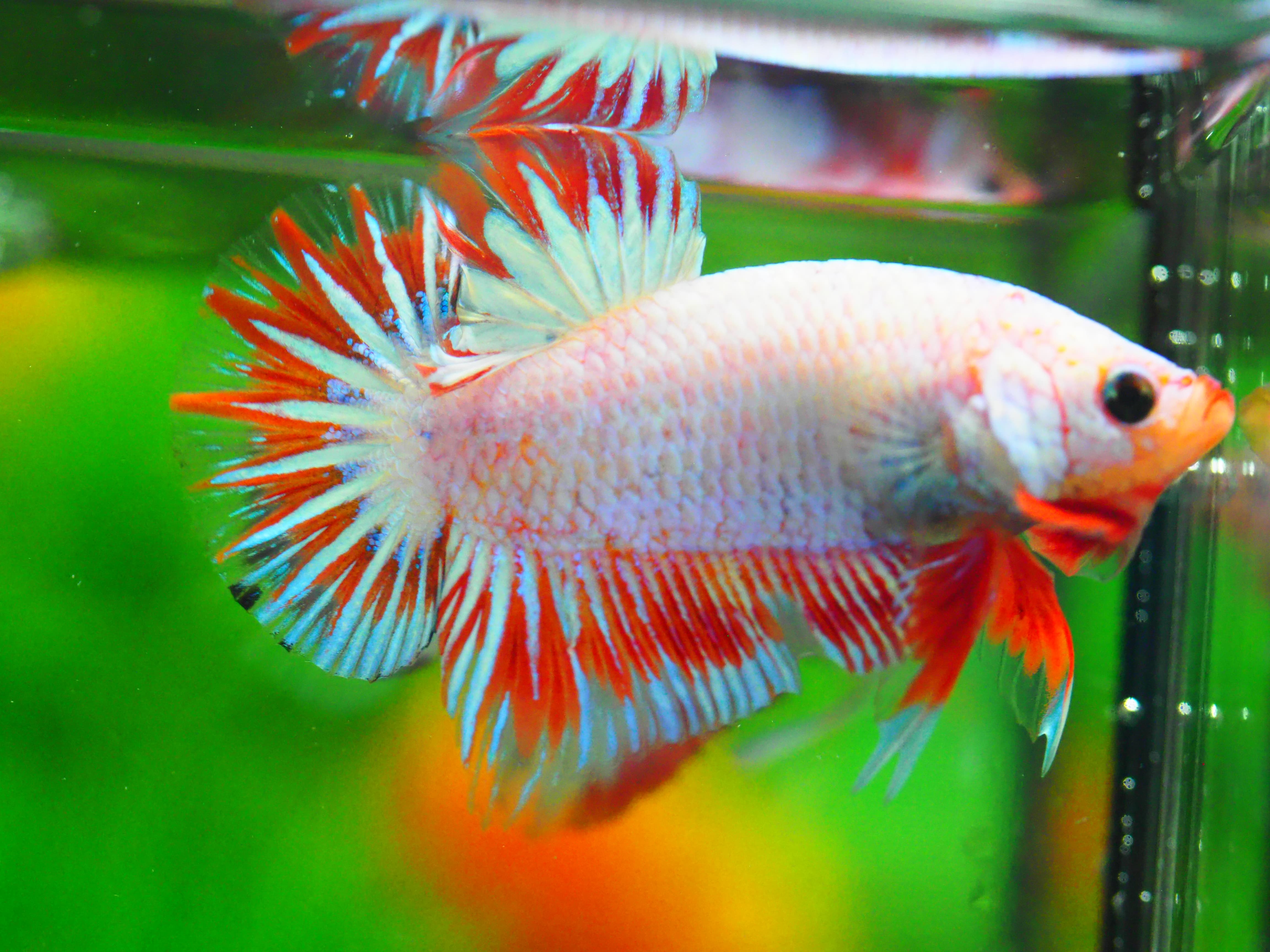 HMPK FANCY MALE GRADE A +++