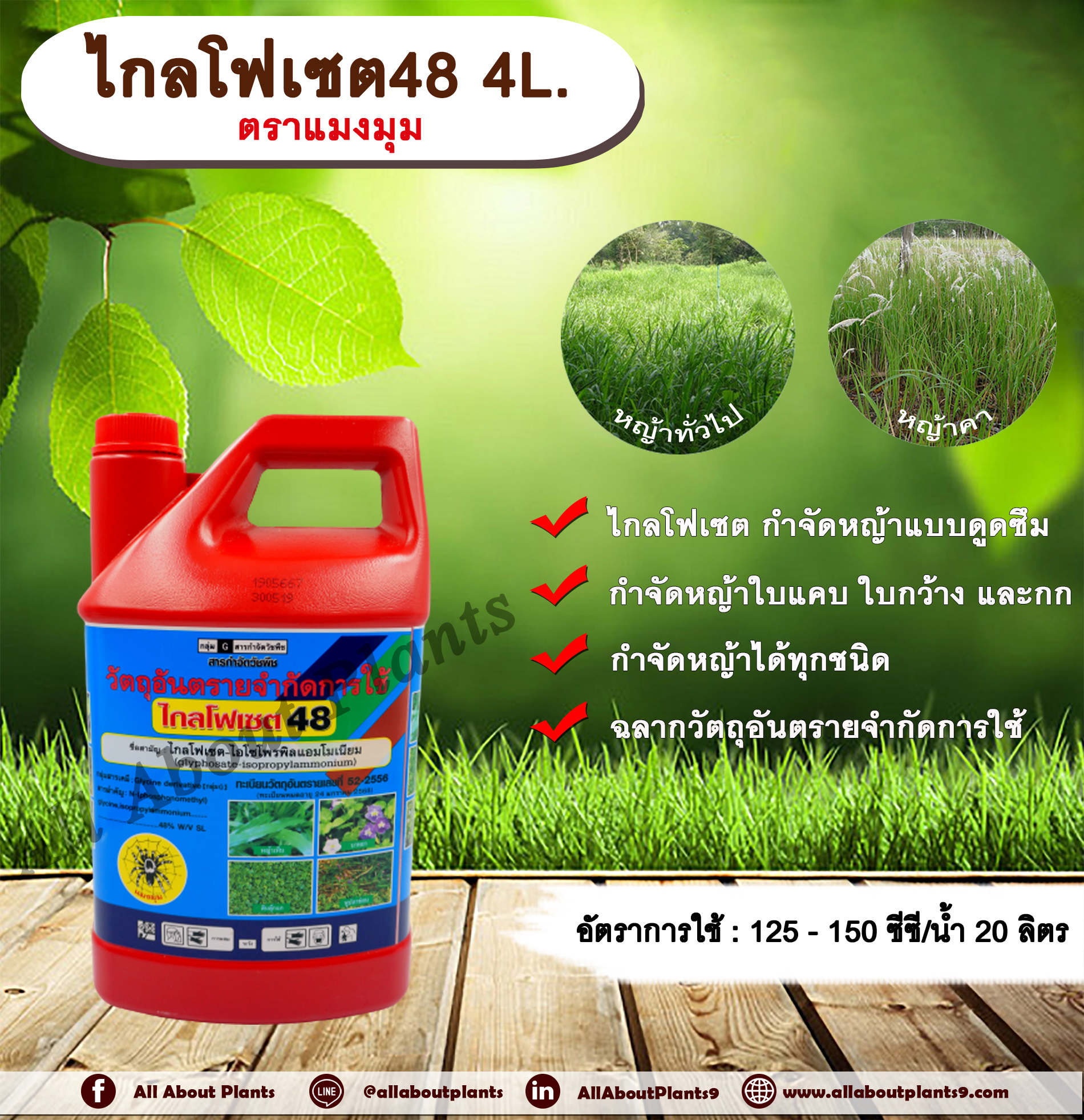 ไกลโฟเซต48 ตราแมงมุม 4L. ไกลโฟเซต สารกำจัดวัชพืช แบบดูดซึม กำจัดหญ้าทั่วไป หญ้าคา วัชพืชข้ามปี และกก ดูดซึมไม่เลือกทำลาย Glyphosate allaboutplants ชิ้น