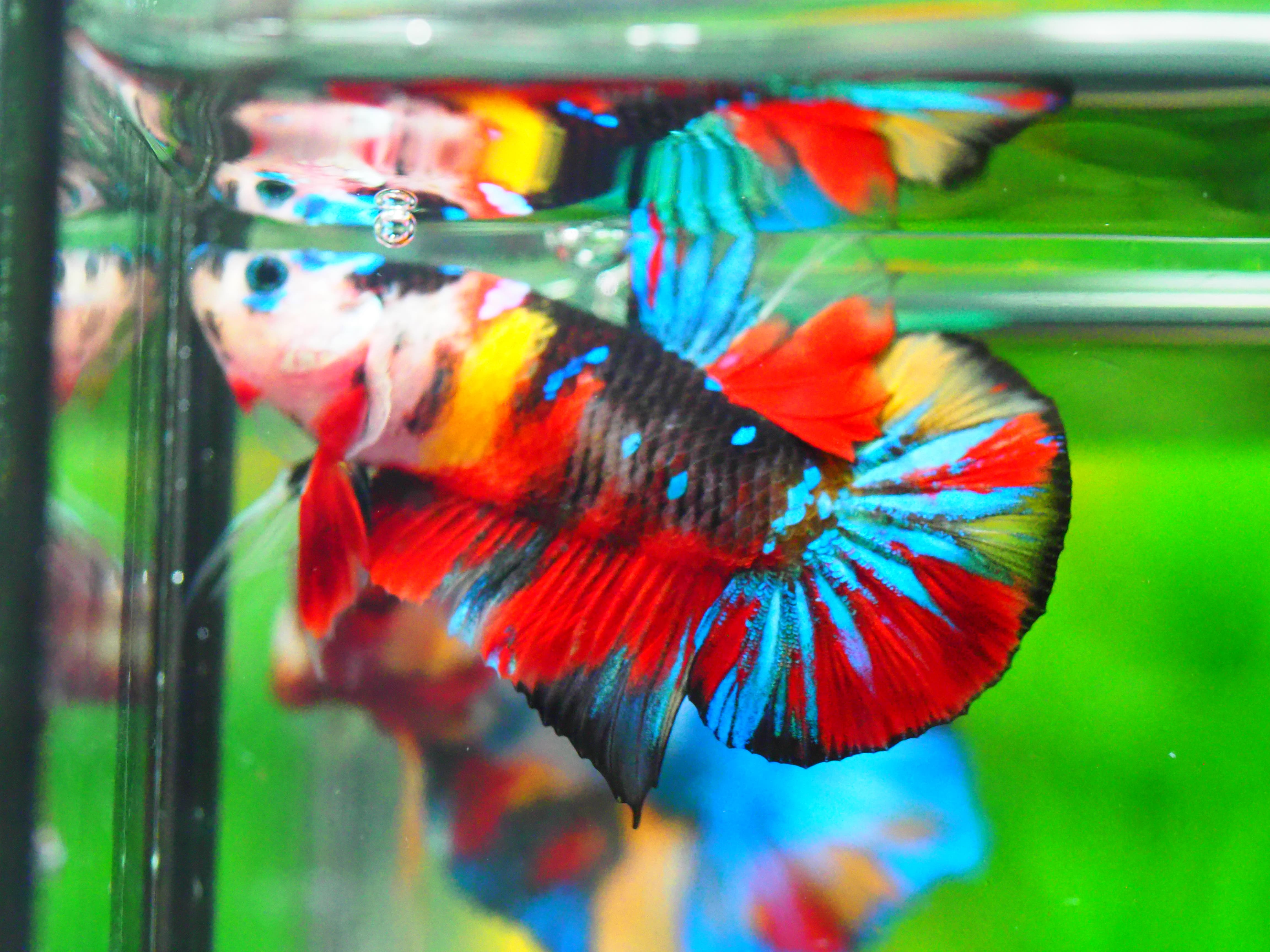 HMPK KOI GALAXY MALE GRADE A +++