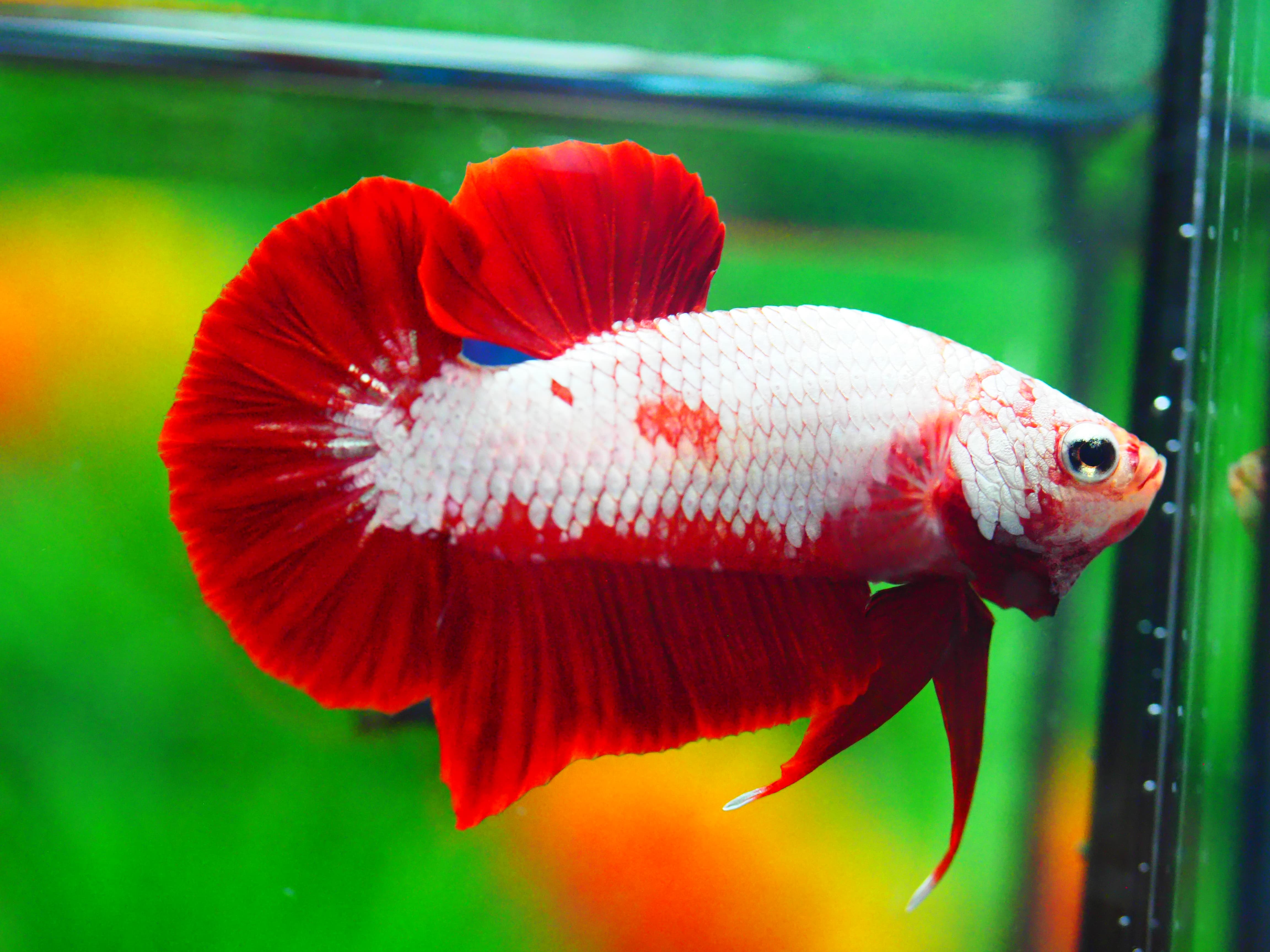 HMPK RGD DRAGON MALE GRADE A +++