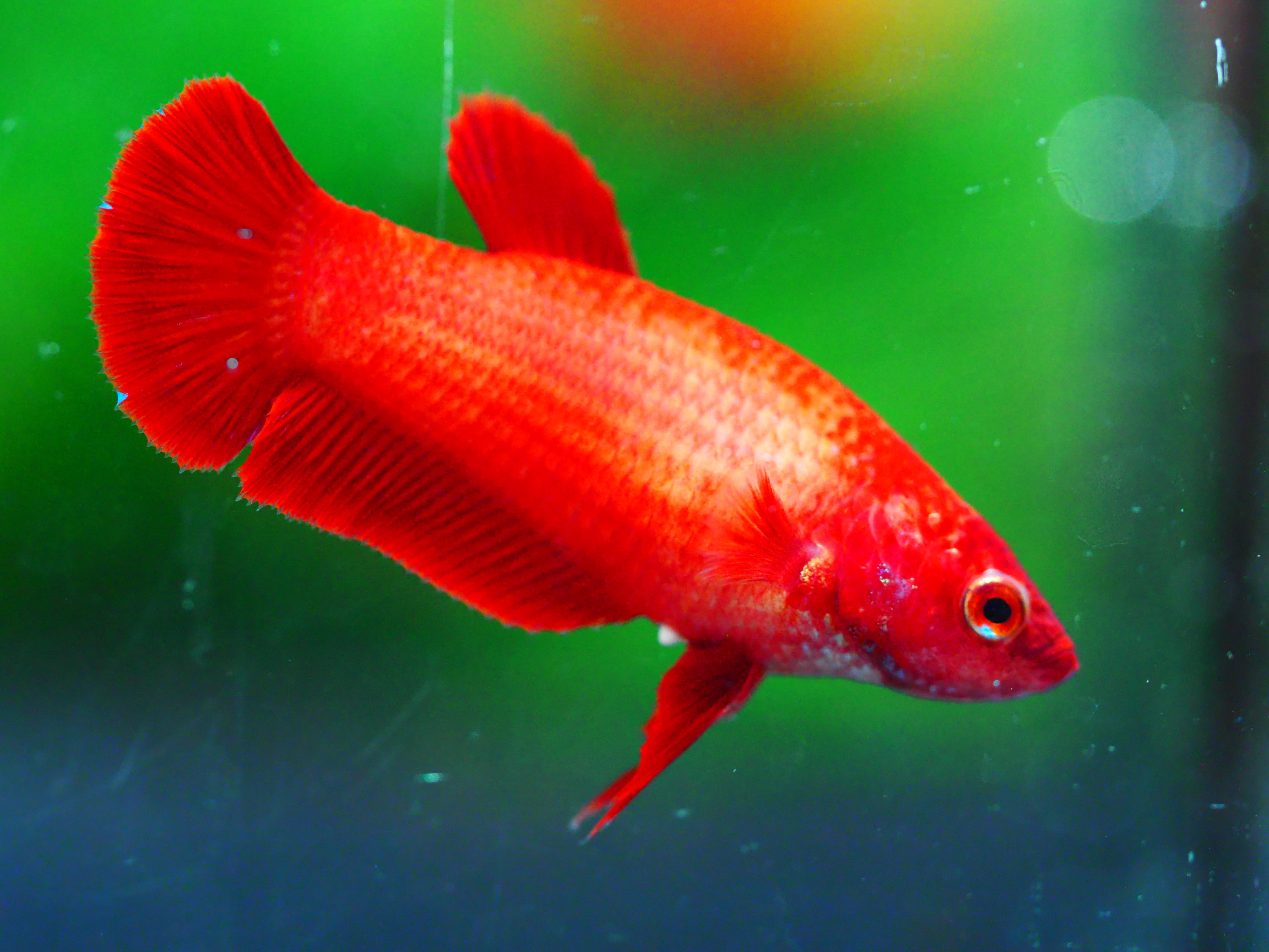 HMPK RED FNMALE GRADE A +++