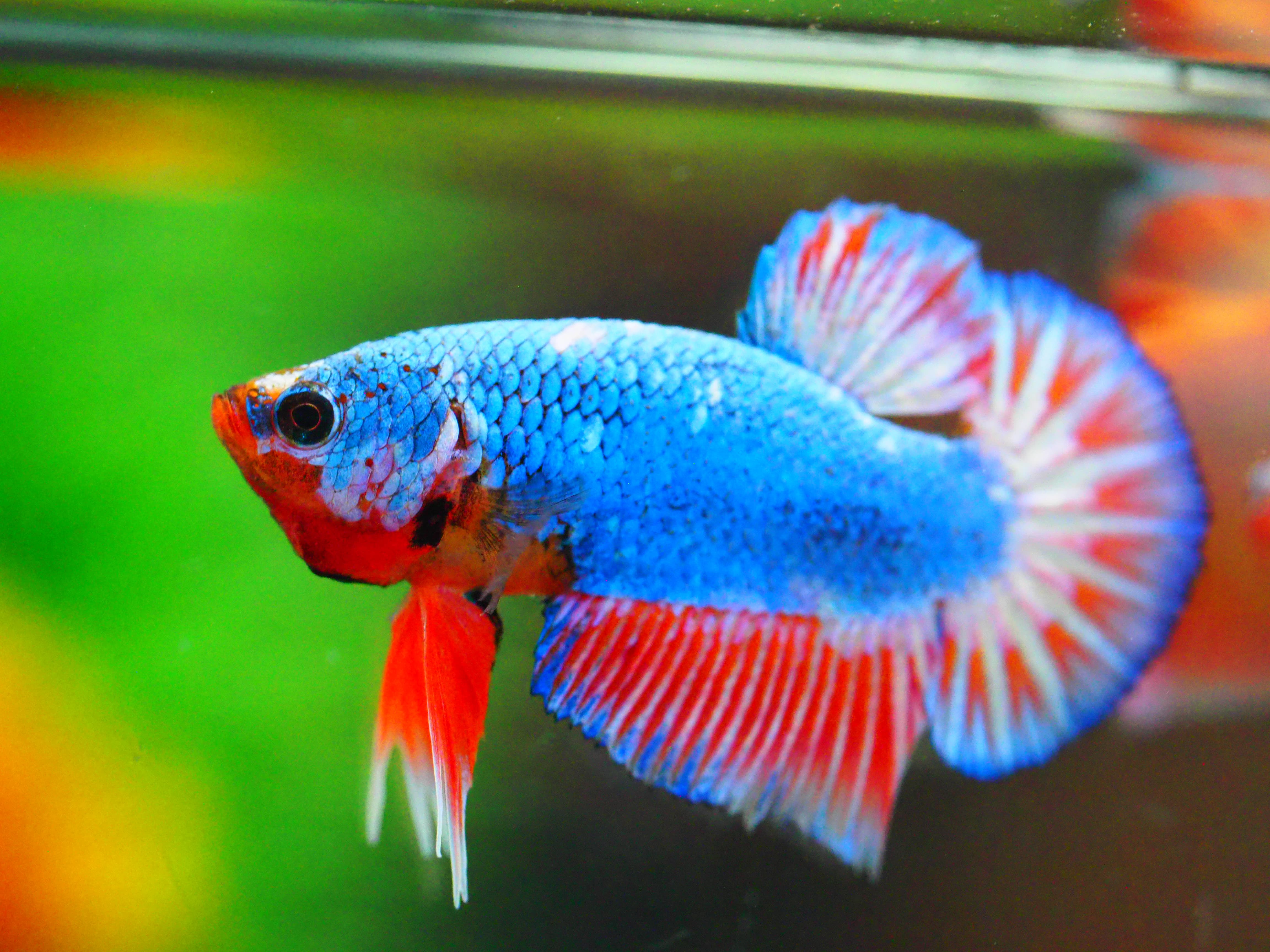 HMPK FANCY MALE GRADE A +++