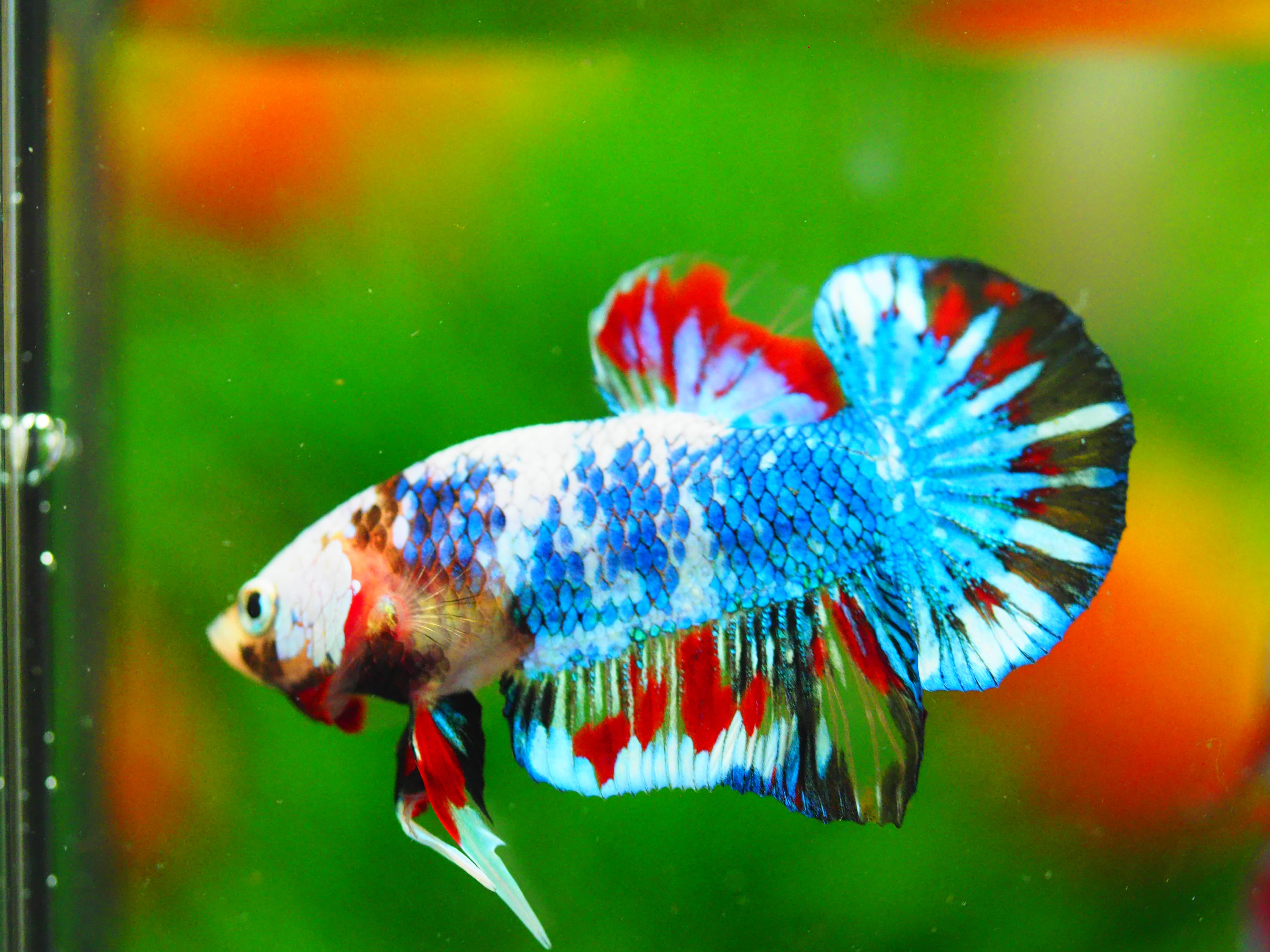 HMPK KOI FANCY MALE GRADE A+++