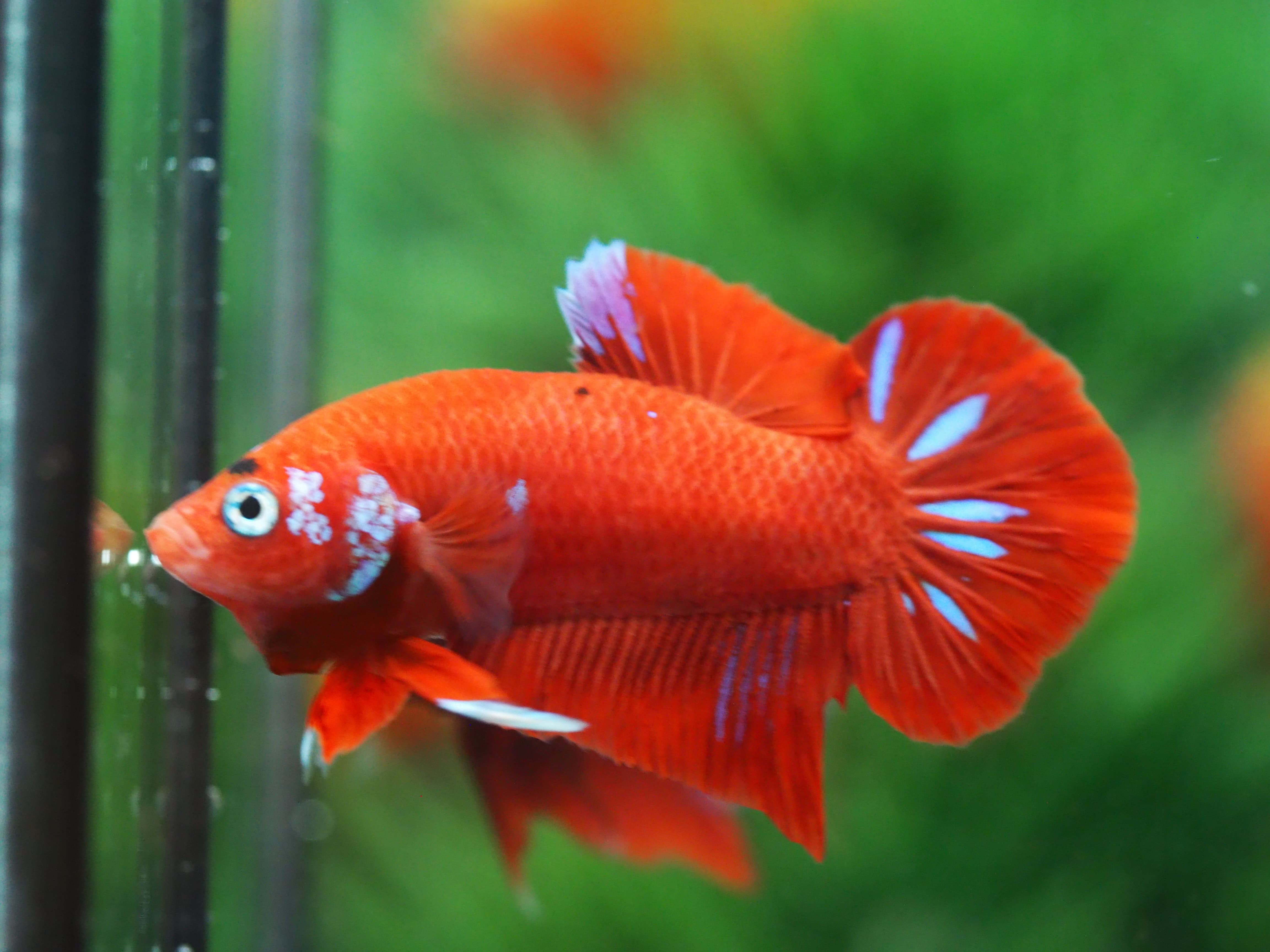 HMPK KOI GALAXY MALE GRADE A+++