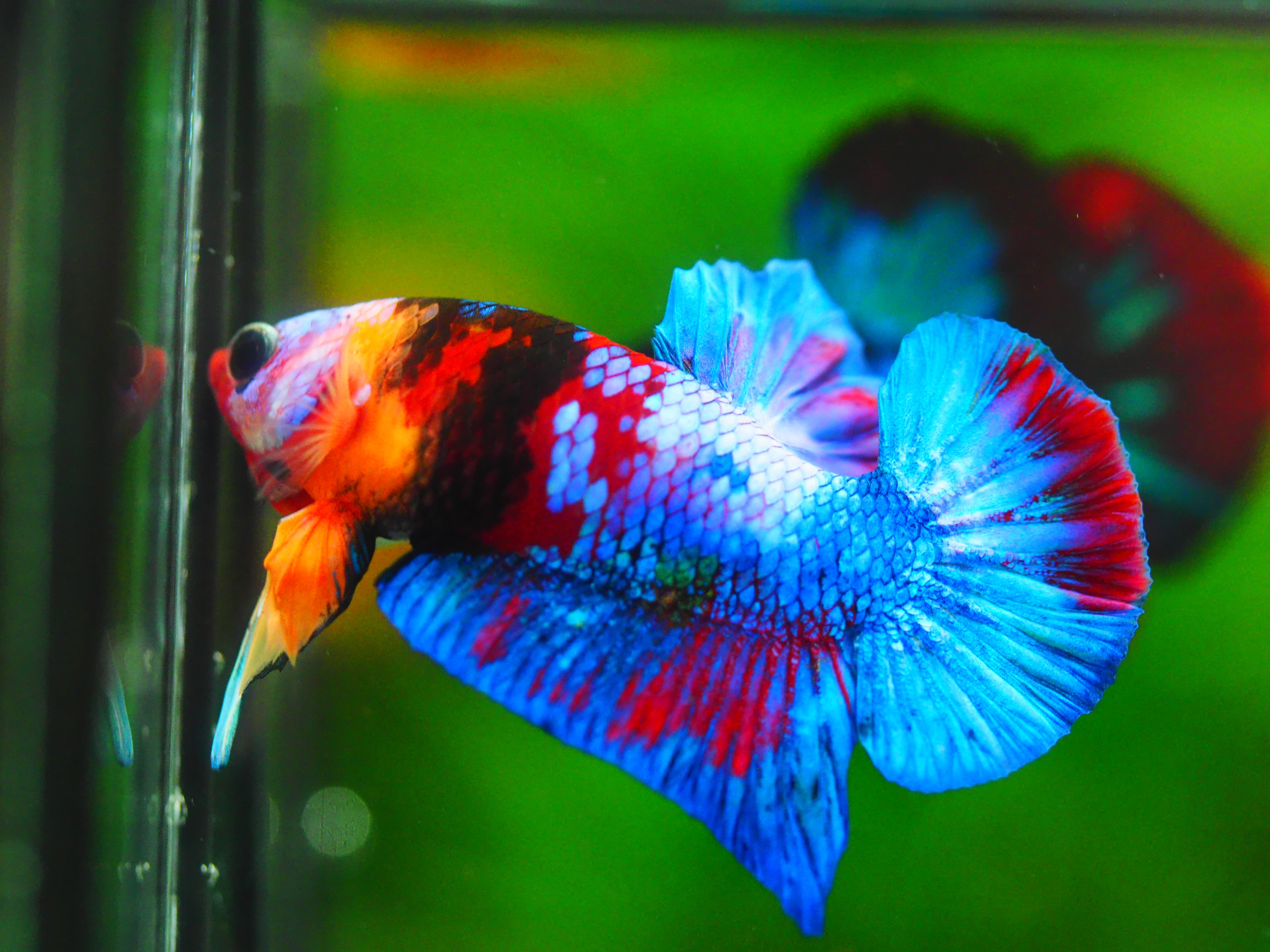 HMPK KOI GALAXY MALE GRADE A++