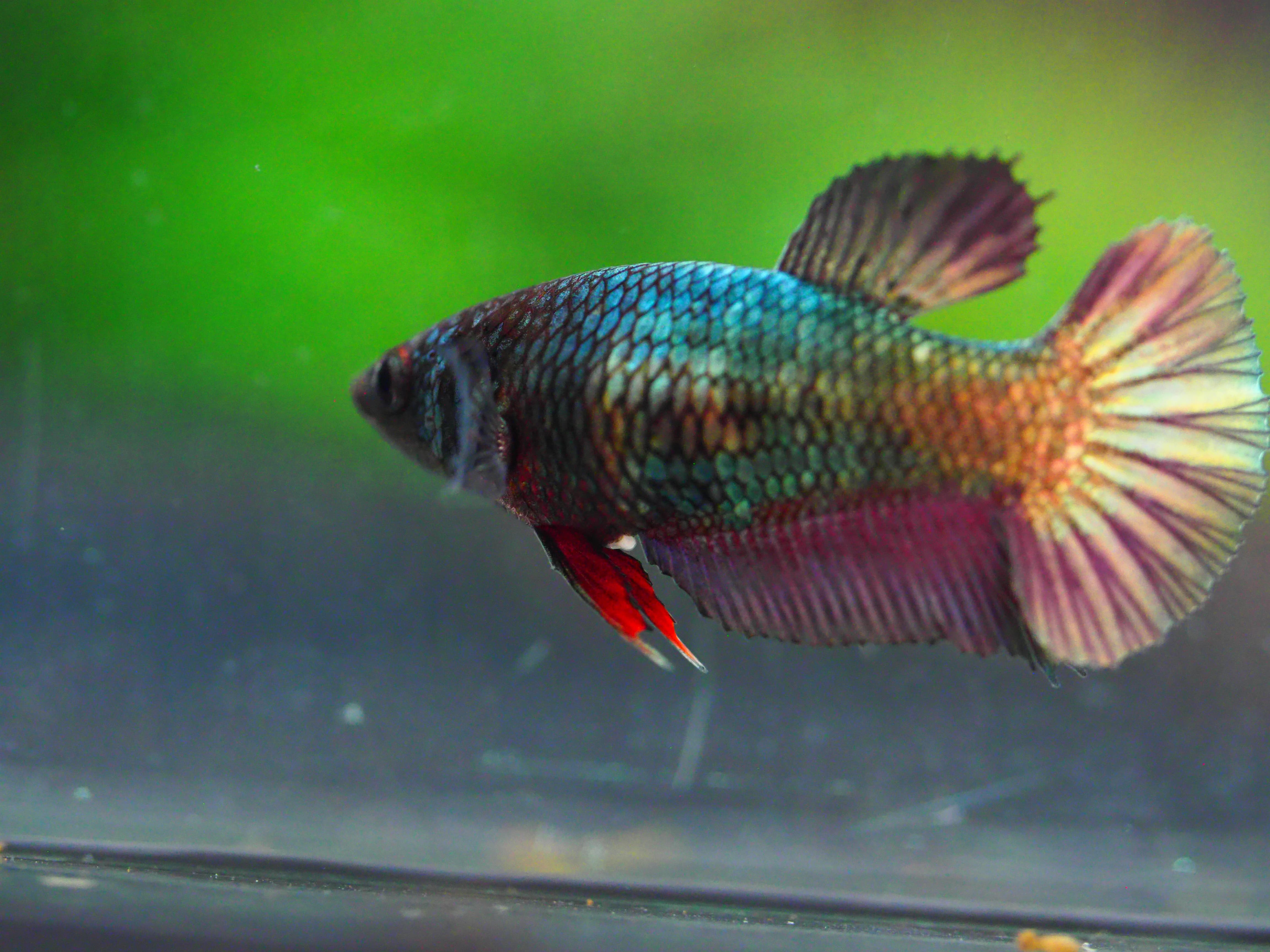 HMPK COPPER FNMALE GRADE A +++