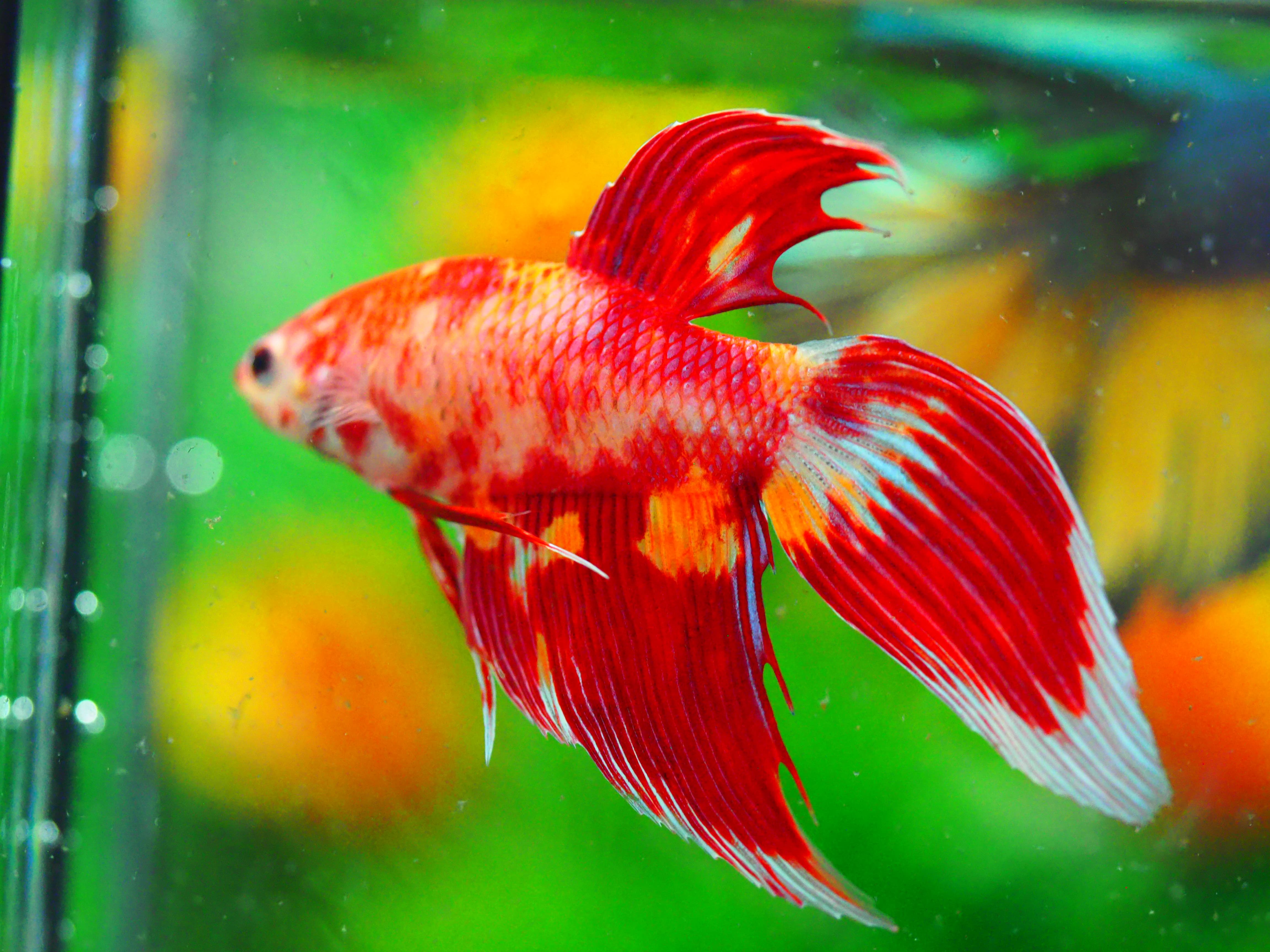 VT NEMO MALE GRADE A +++