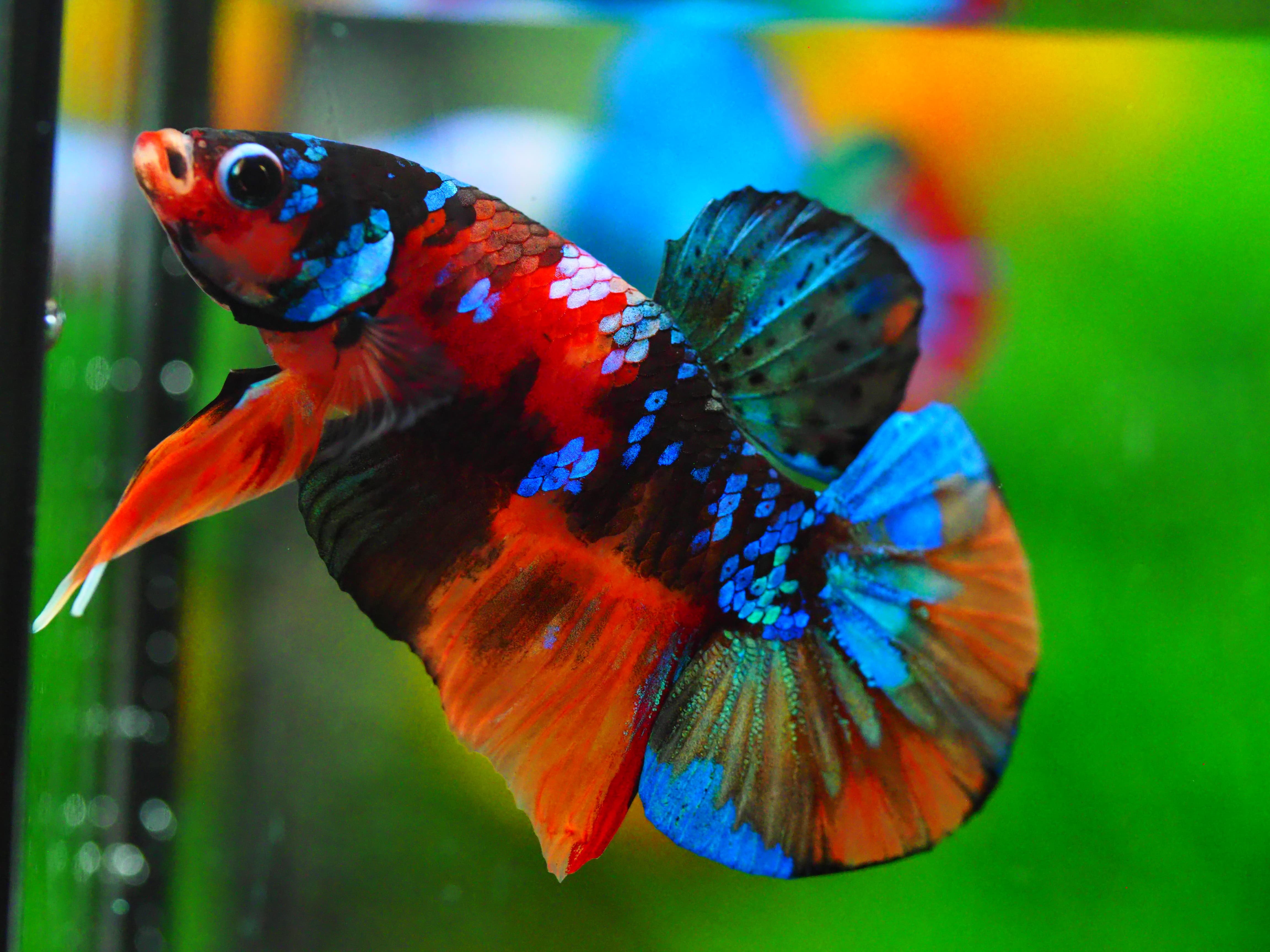 HMPK NEMO GALAXY MALE GRADE A +++