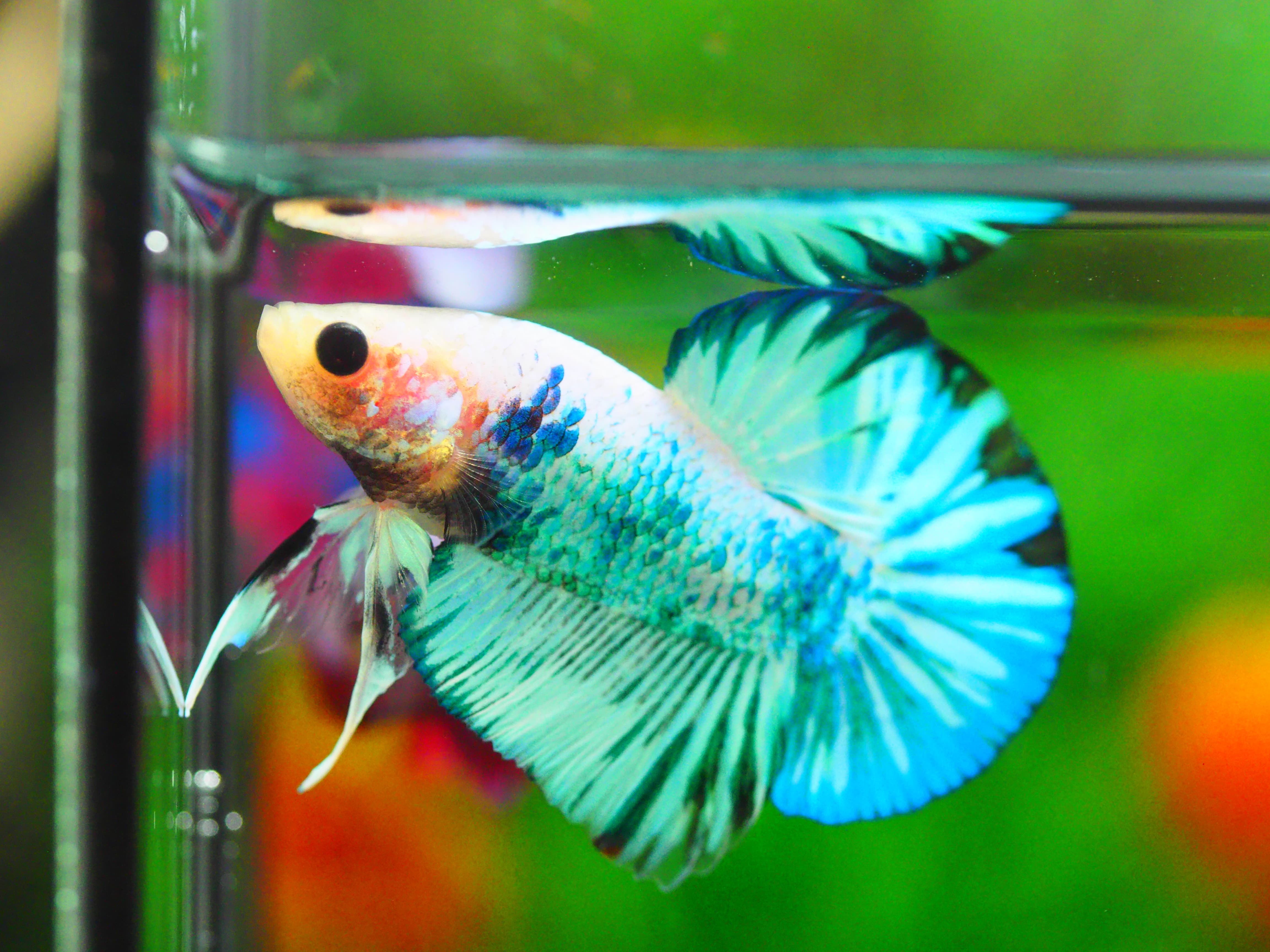 HMPK FANCY MALE GRADE A +++