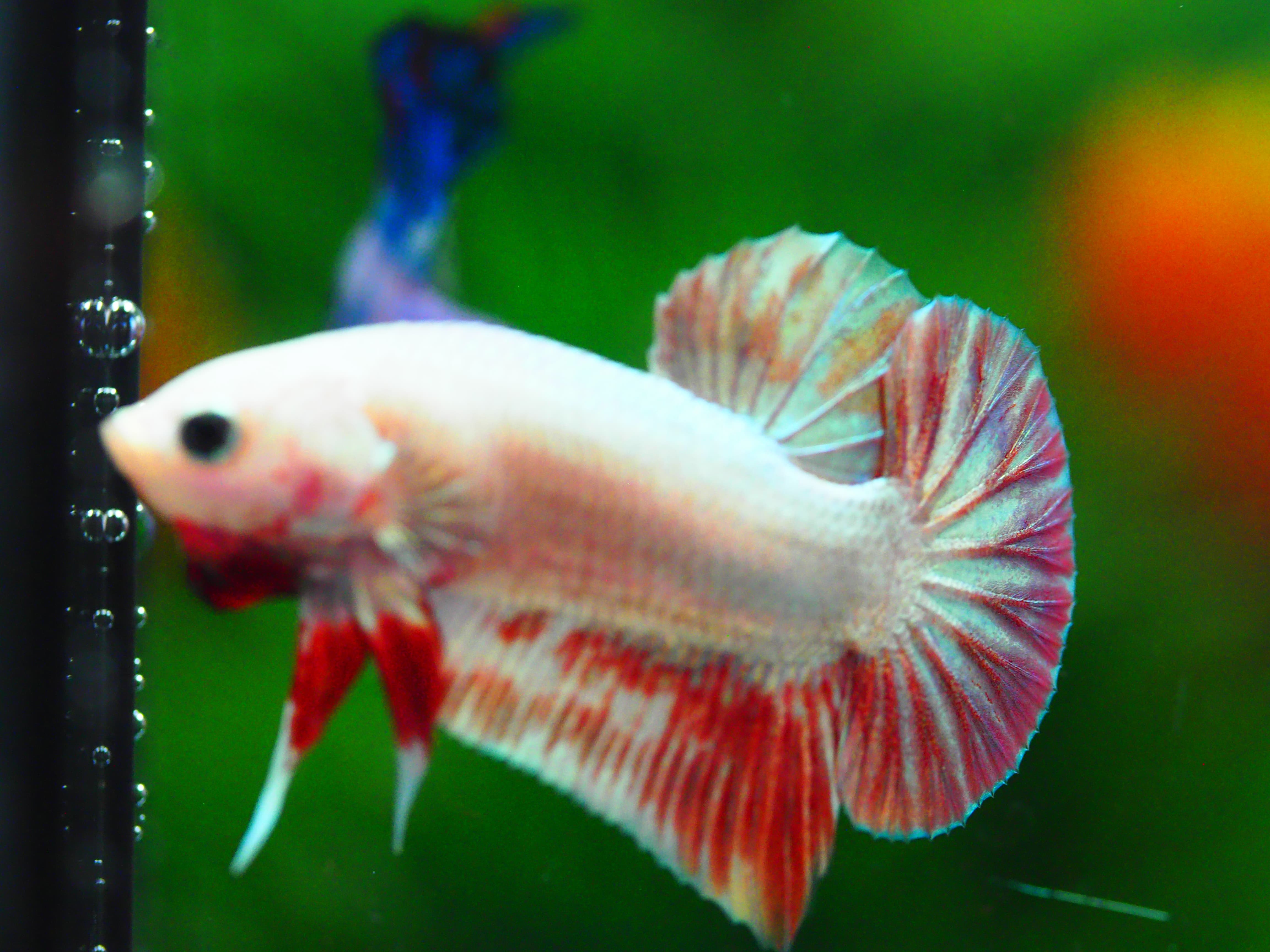 HMPK COPPER RED MALE GRADE A +++