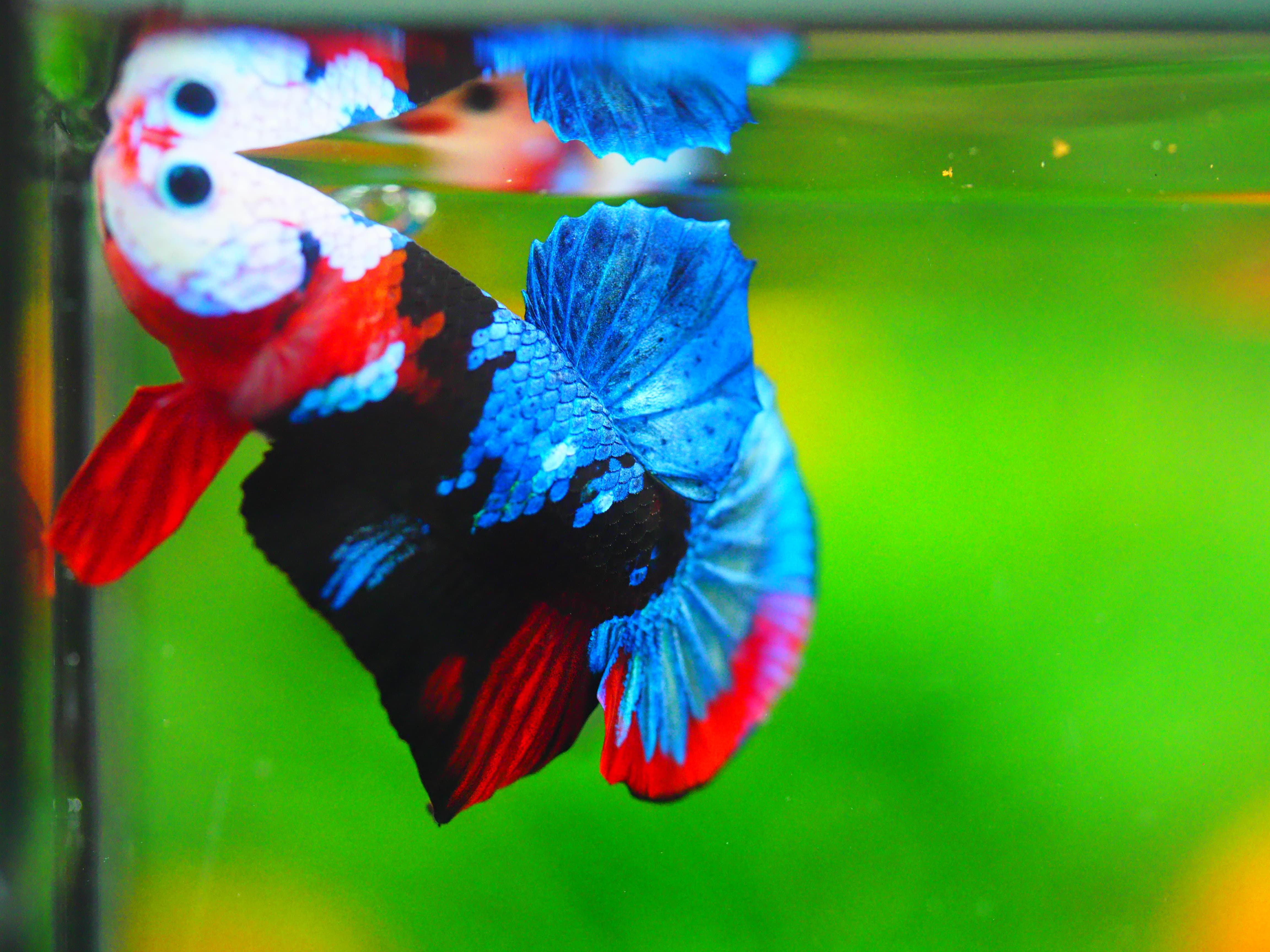 HMPK KOI GALAXY MALE GRADE A +++เด็ก