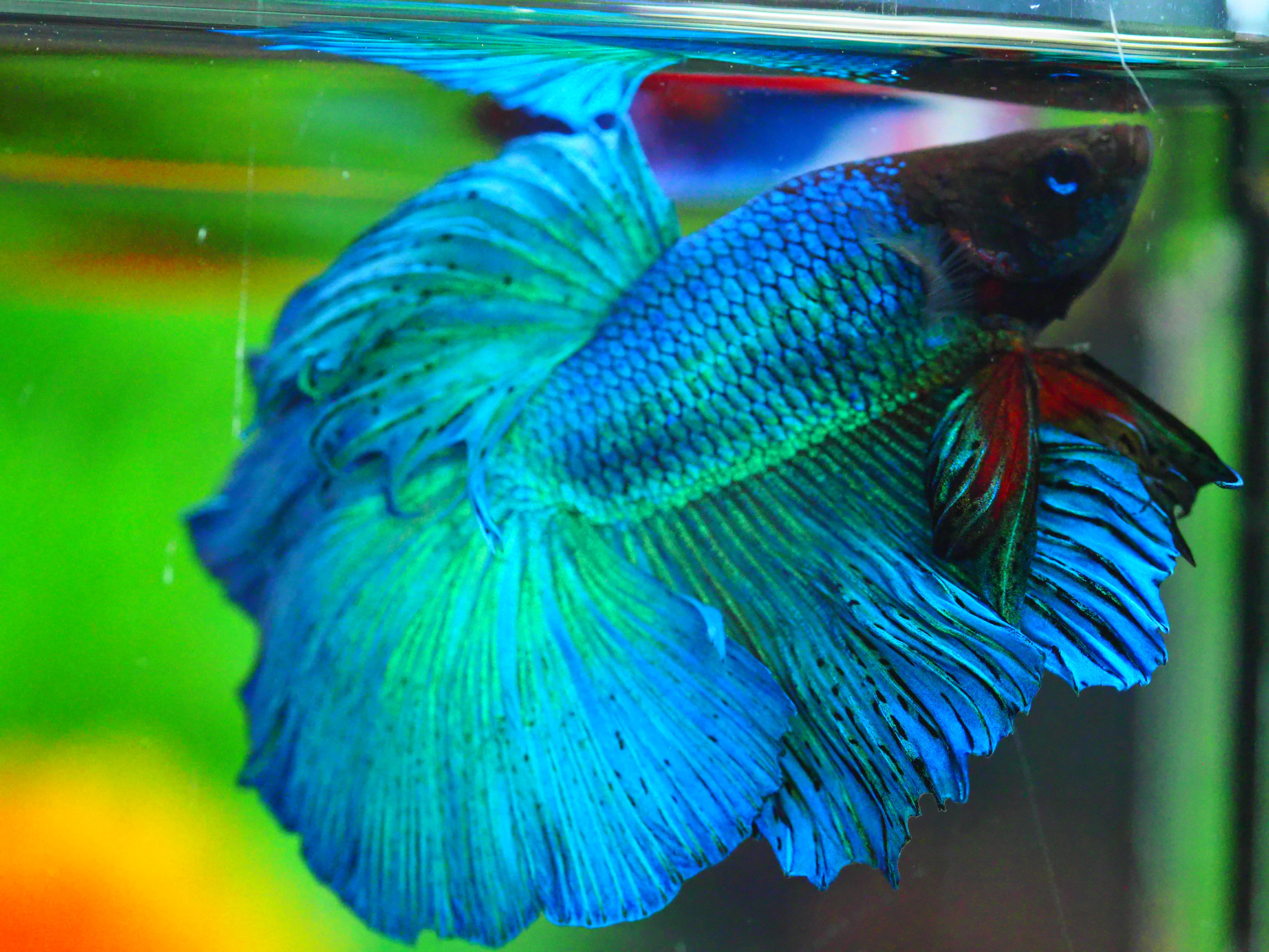 HM FANCY MALE GRADE A +++