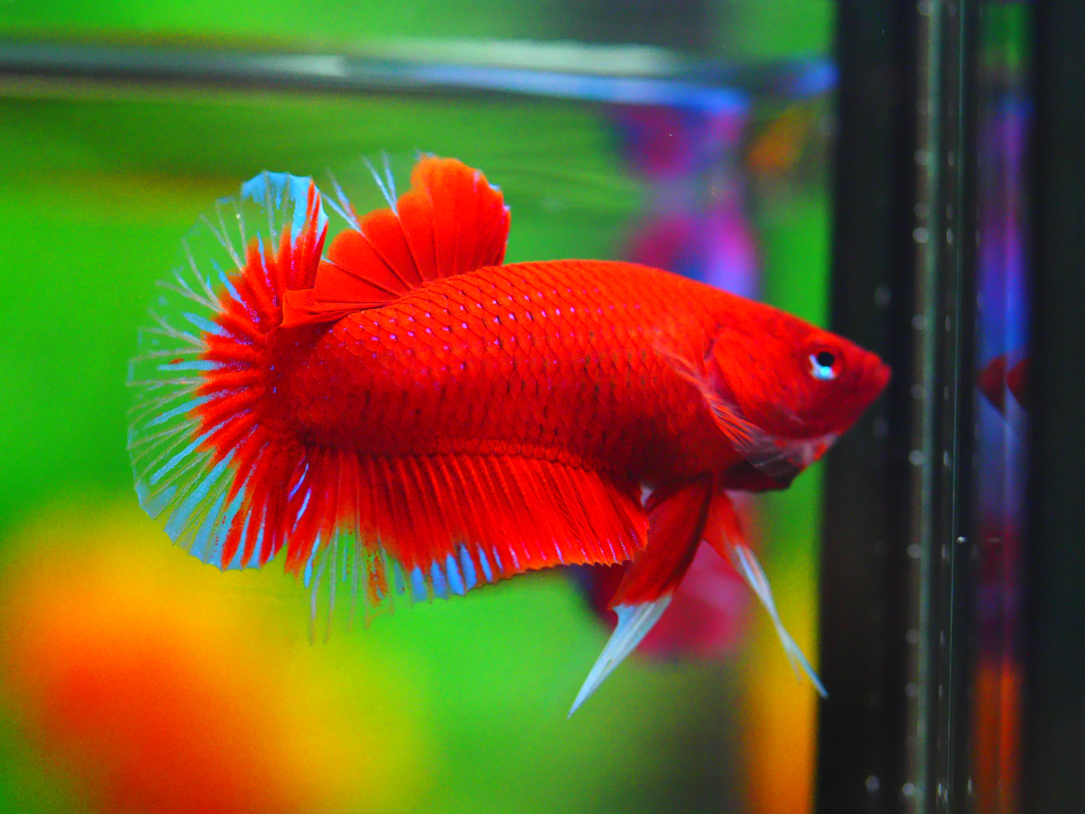 HMPK RED MALE GRADE A +++