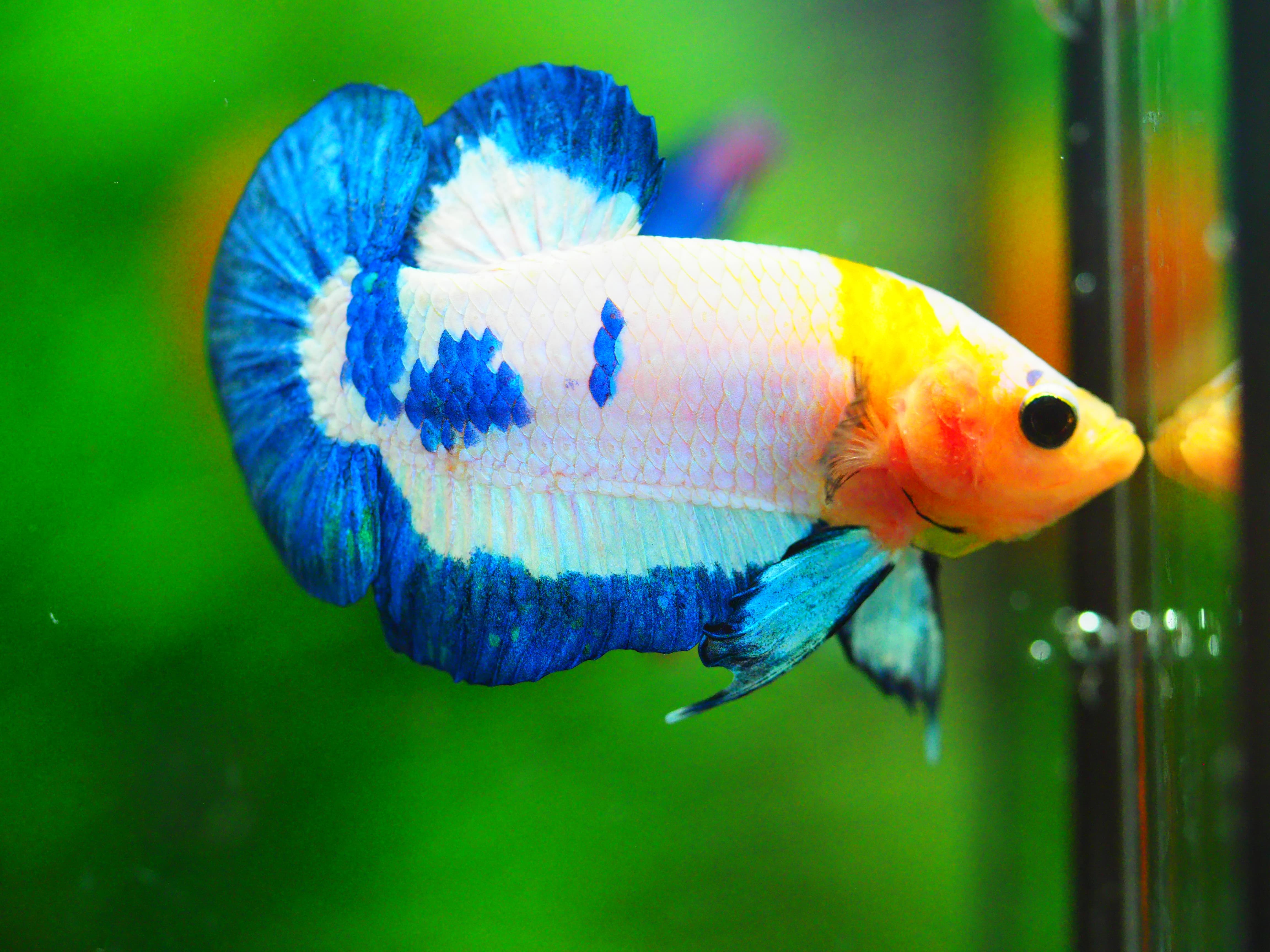 HMPK FANCY MALE GRADE A +++