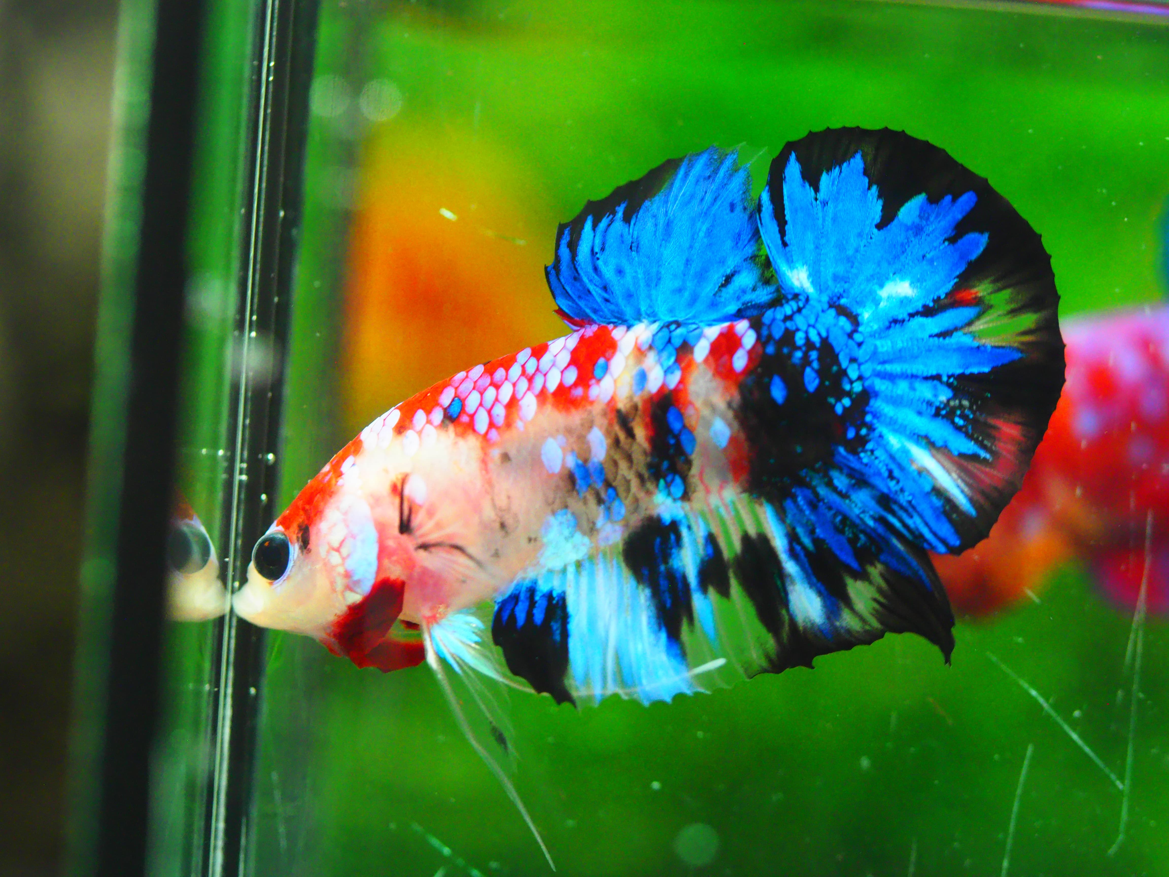 HMPK KOI GALAXY MALE GRADE A +++