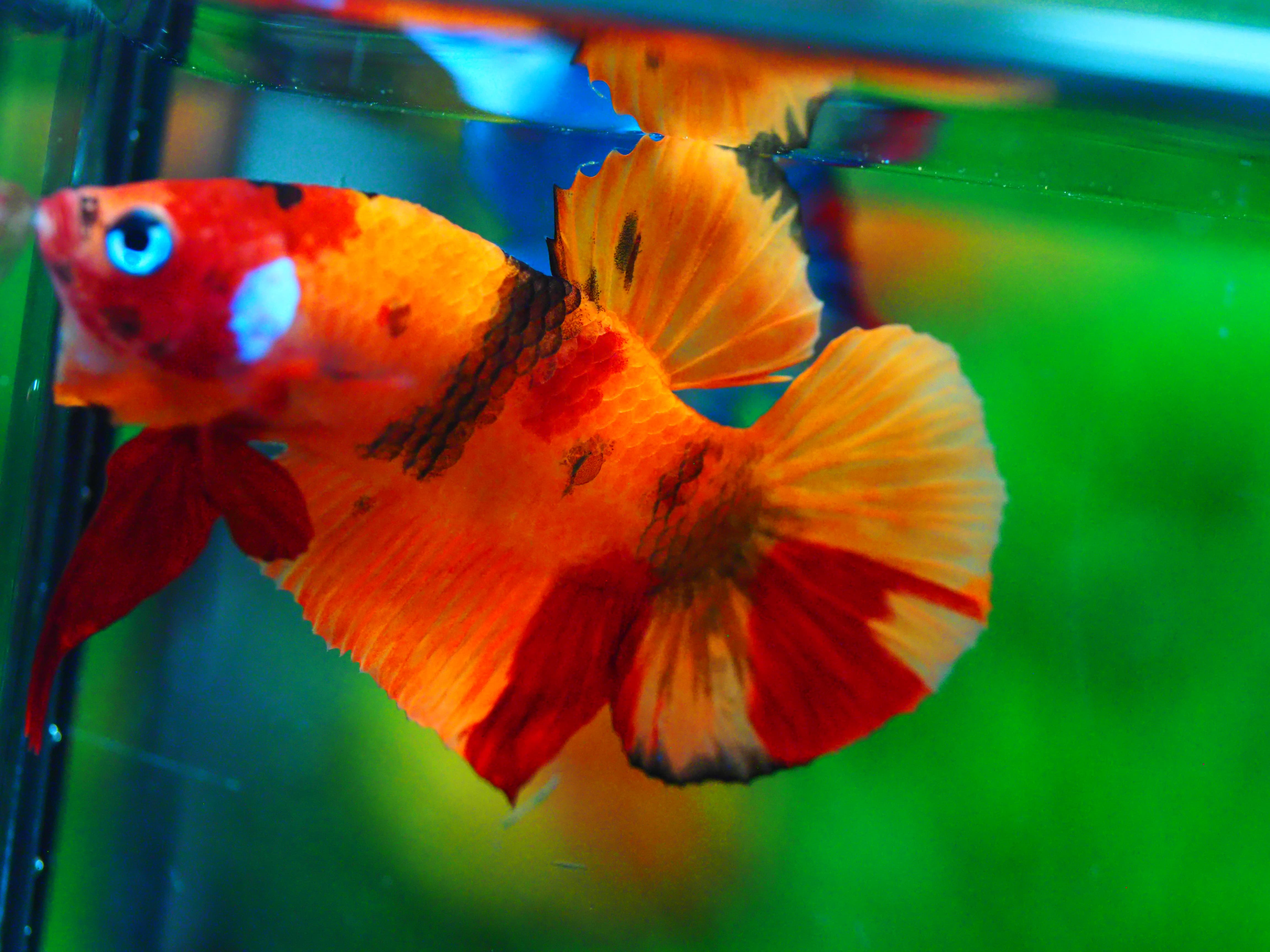 HMPK NEMO MALE GRADE A +++