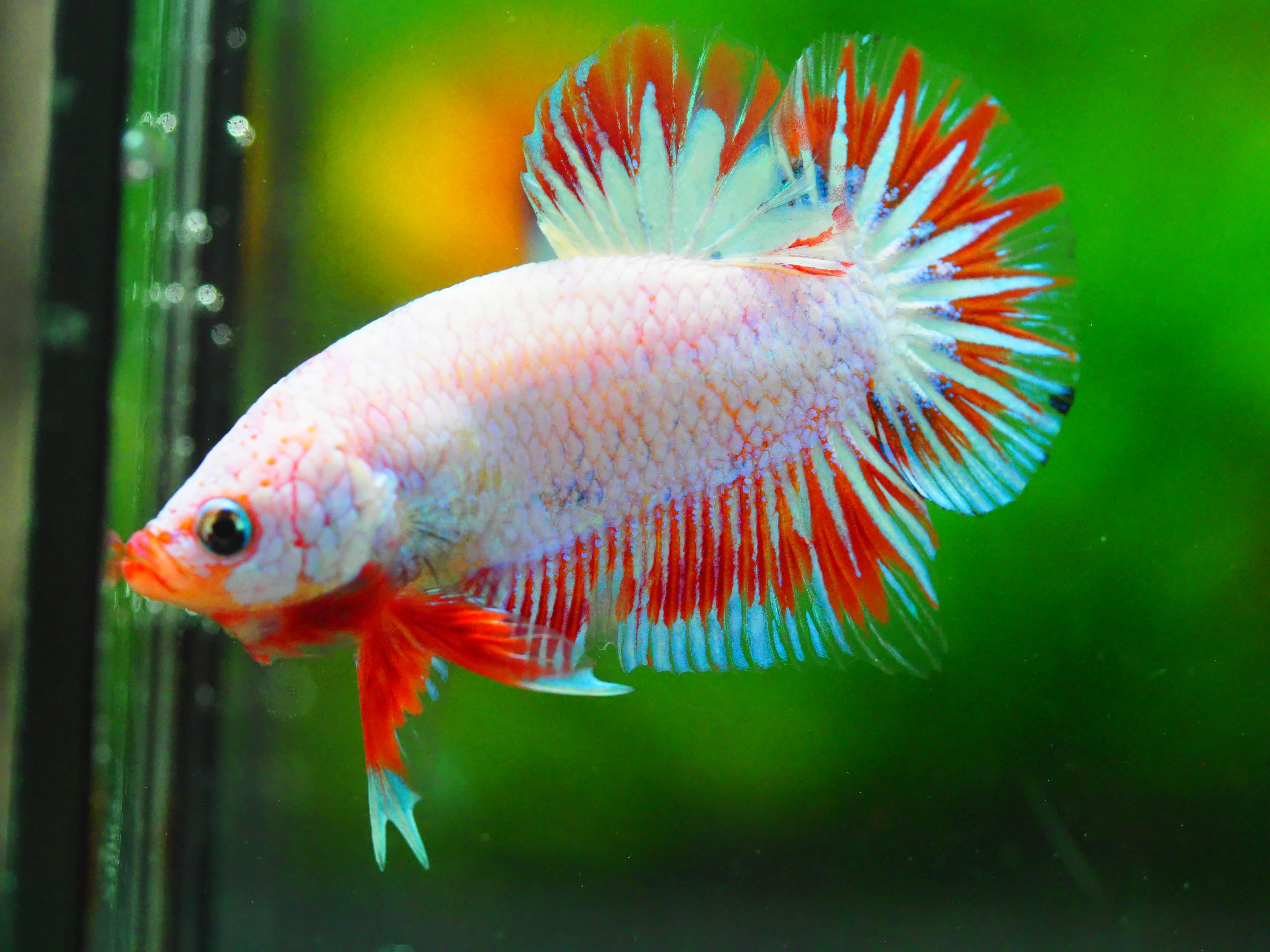 HMPK FANCY MALE GRADE A +++