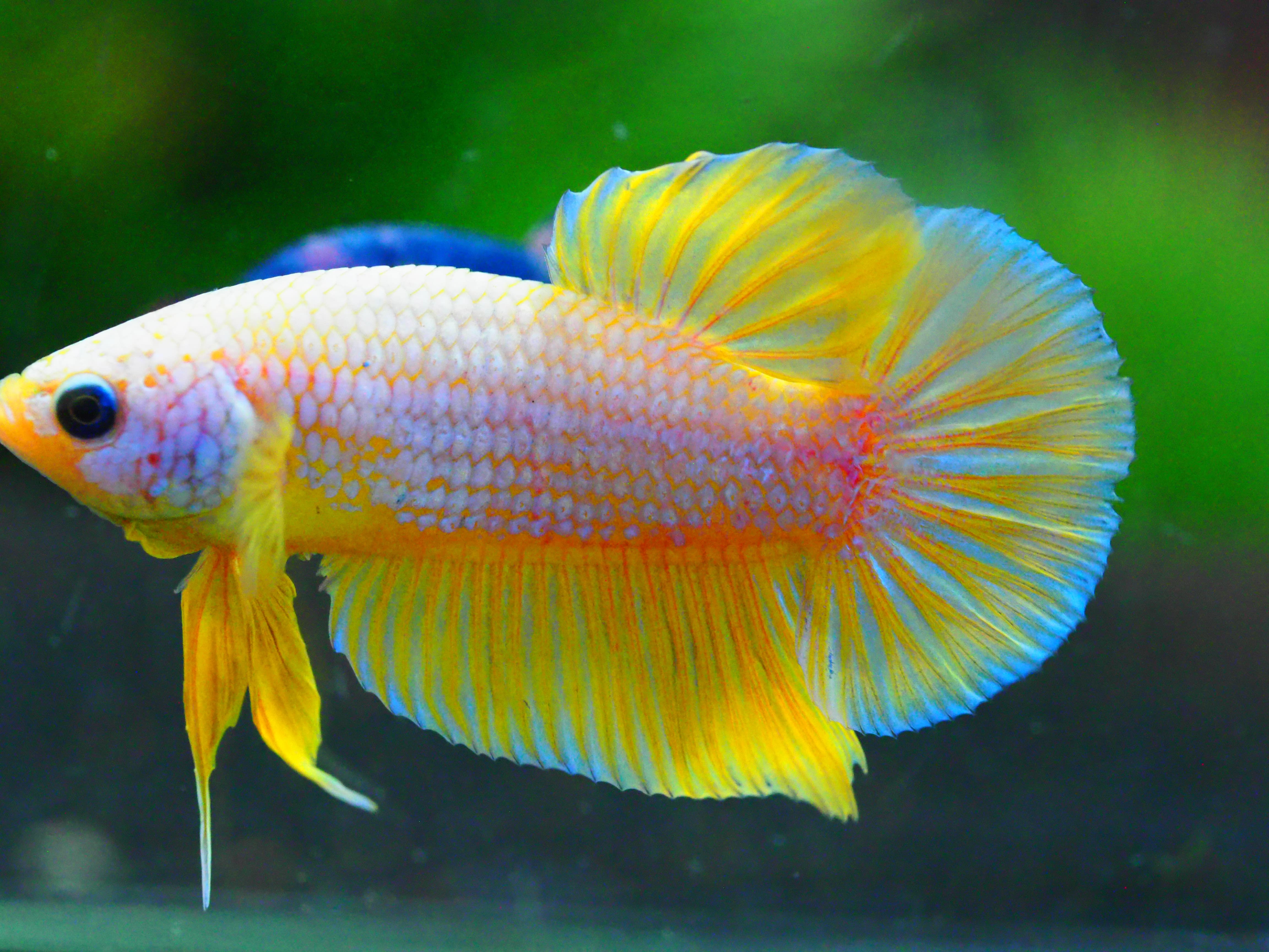 HMPK FANCY MALE GRADE A +++