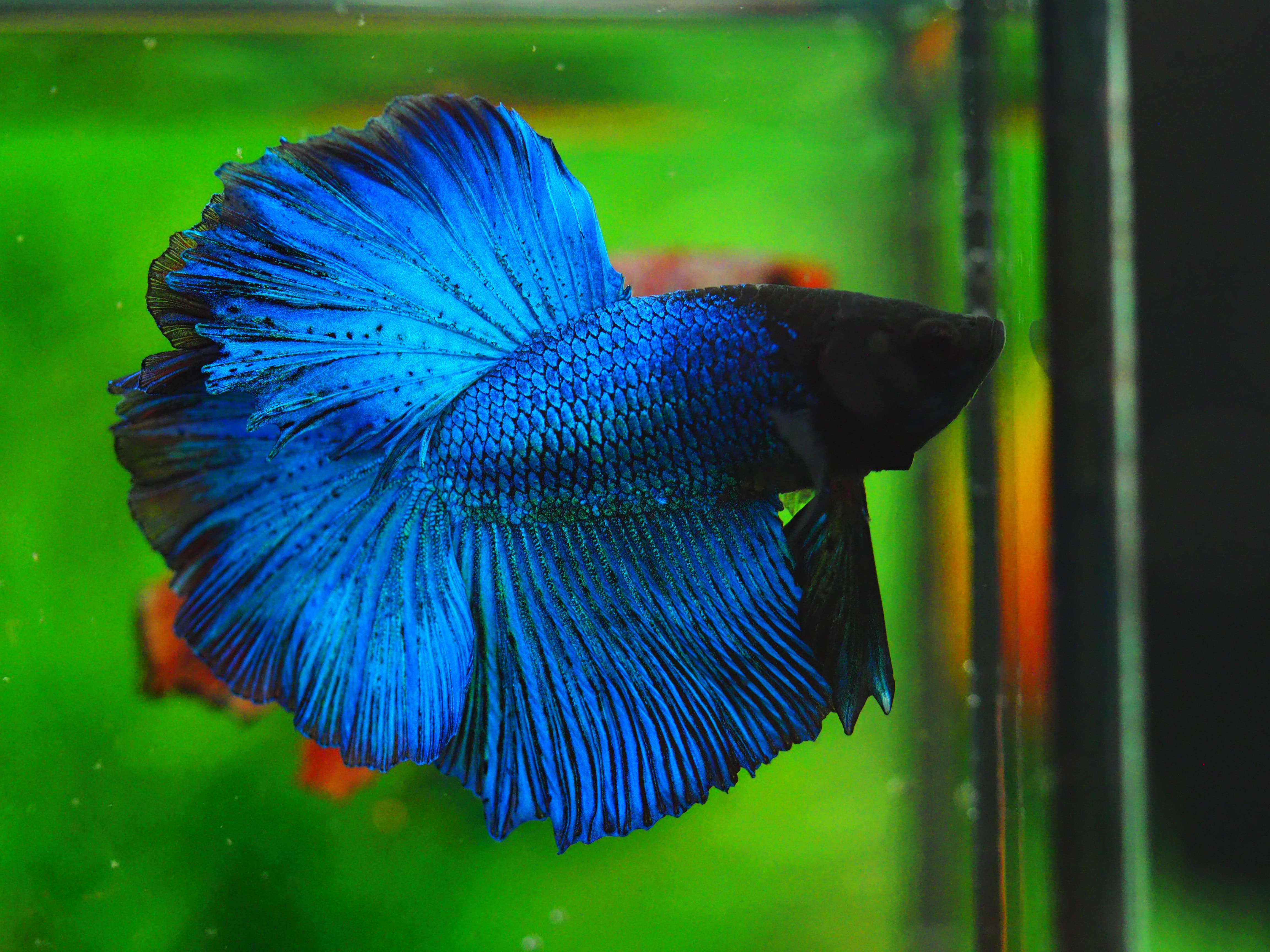 HM FANCY MALE GRADE A++