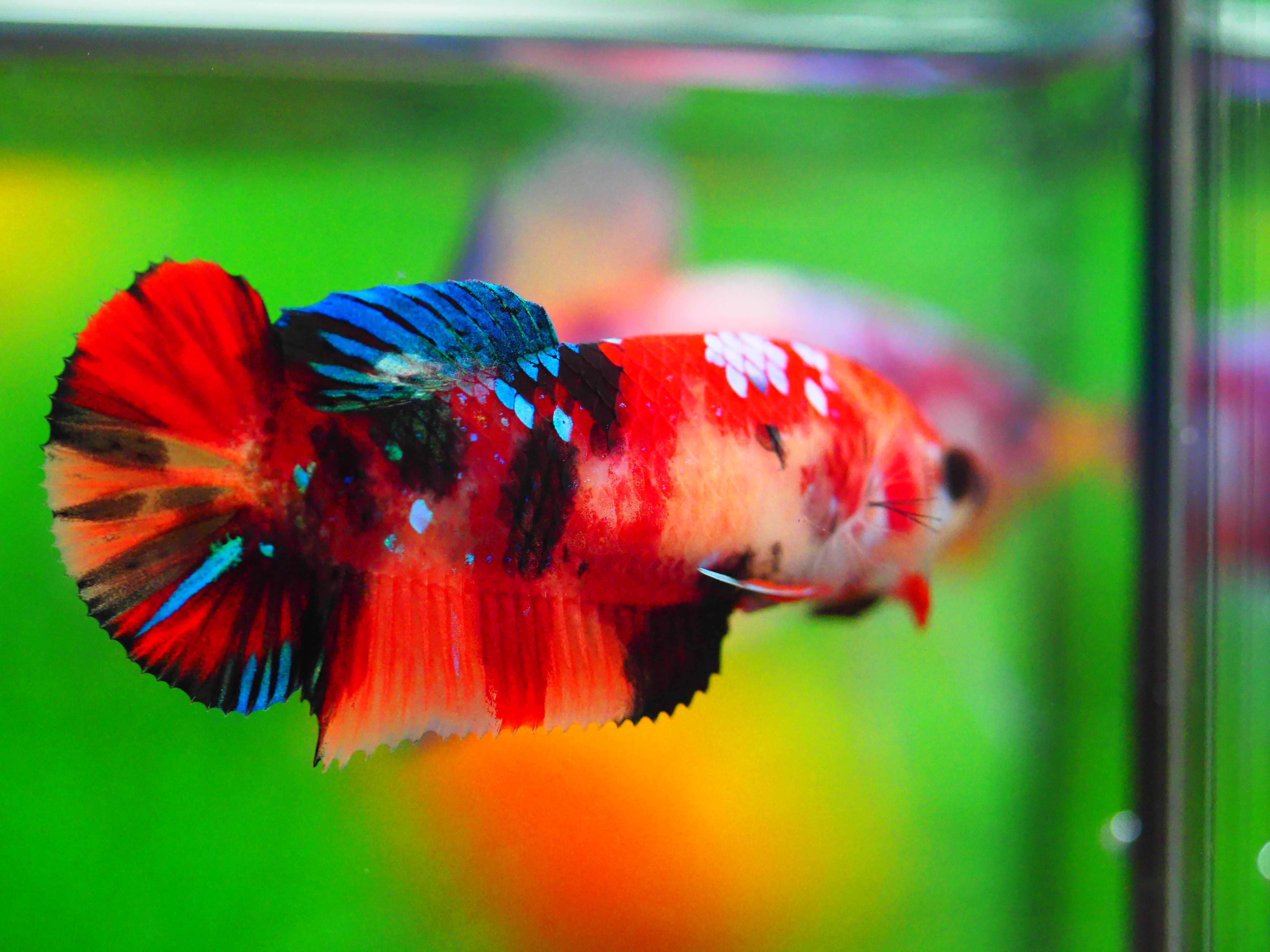 HMPK KOI GALAXY FNMALE GRADE A +++