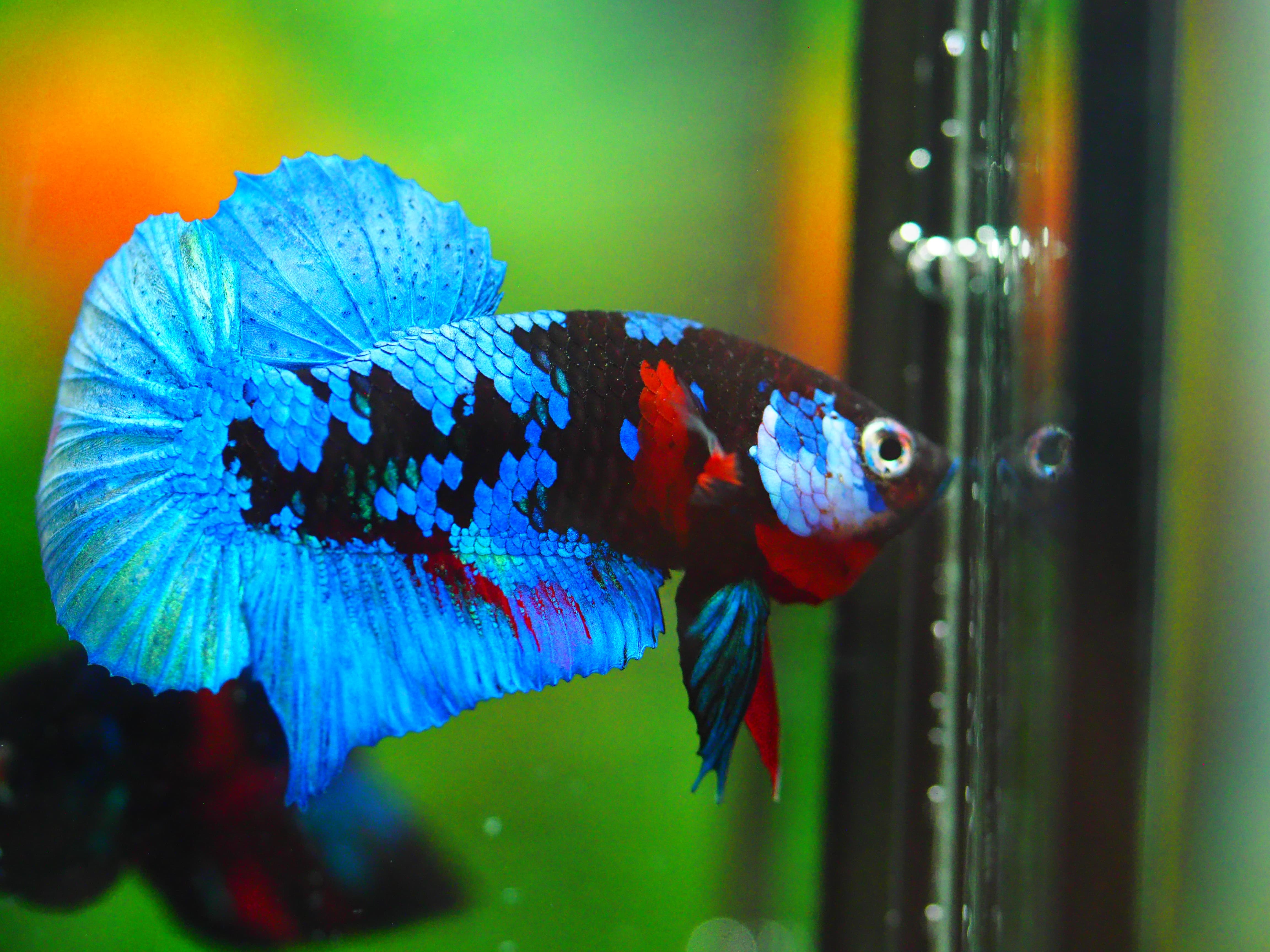 HMPK KOI GALAXY MALE GRADE A +++