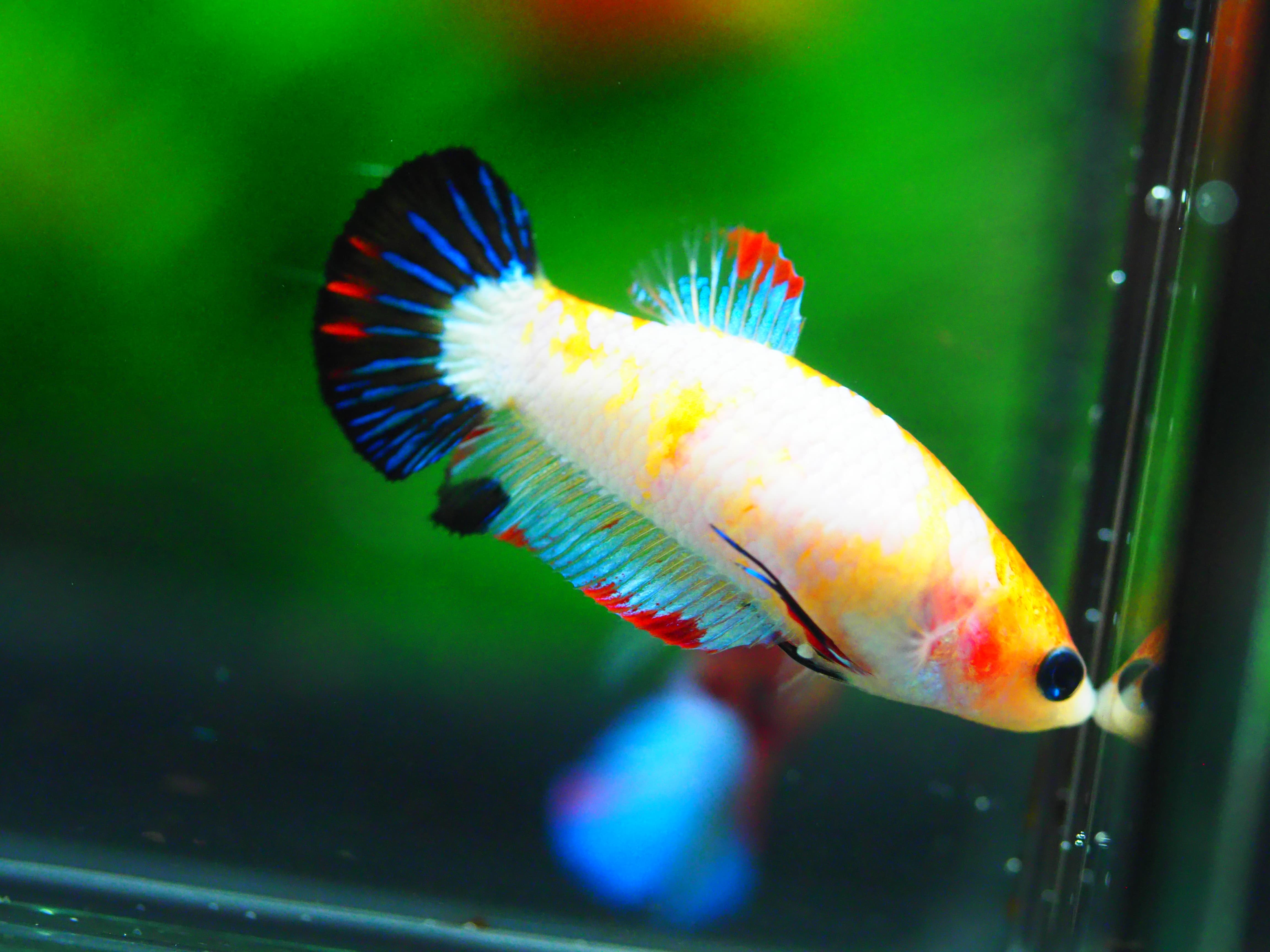 HMPK KOI FANCY FN MALE GRADE A +++