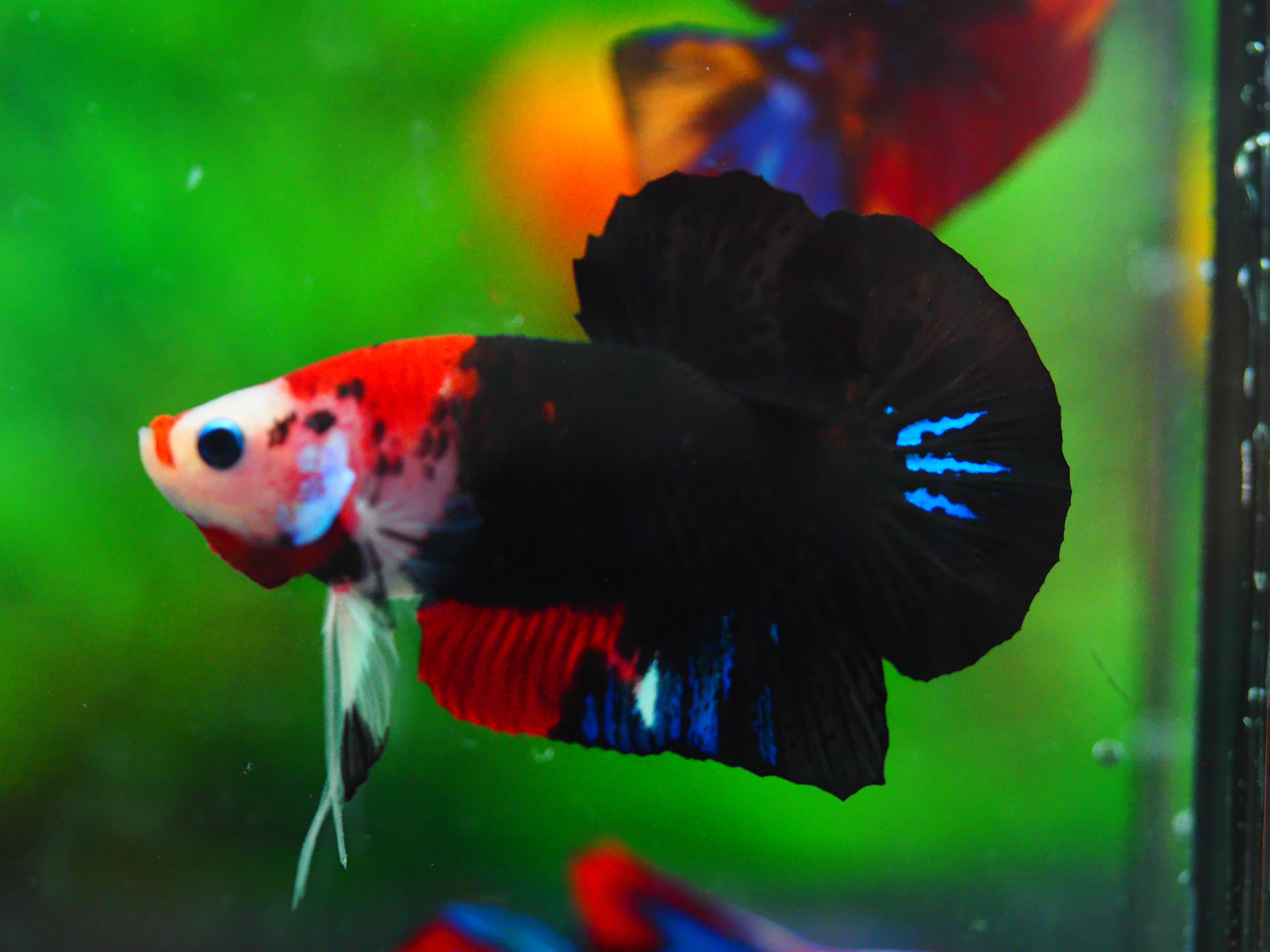 HMPK KOI GALAXY MALE GRADE A++