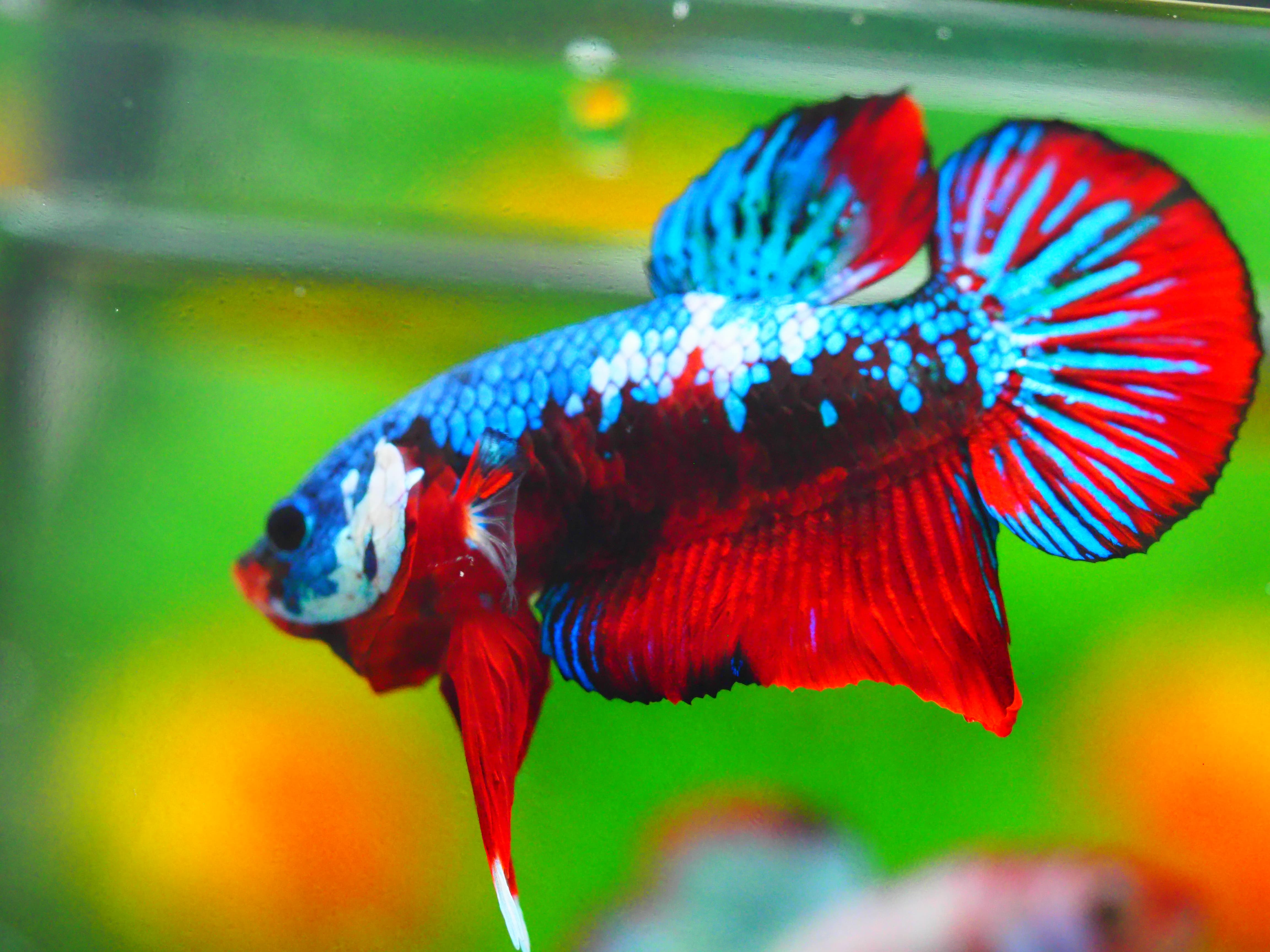 HMPK KOI GALAXY MALE GRADE A +++