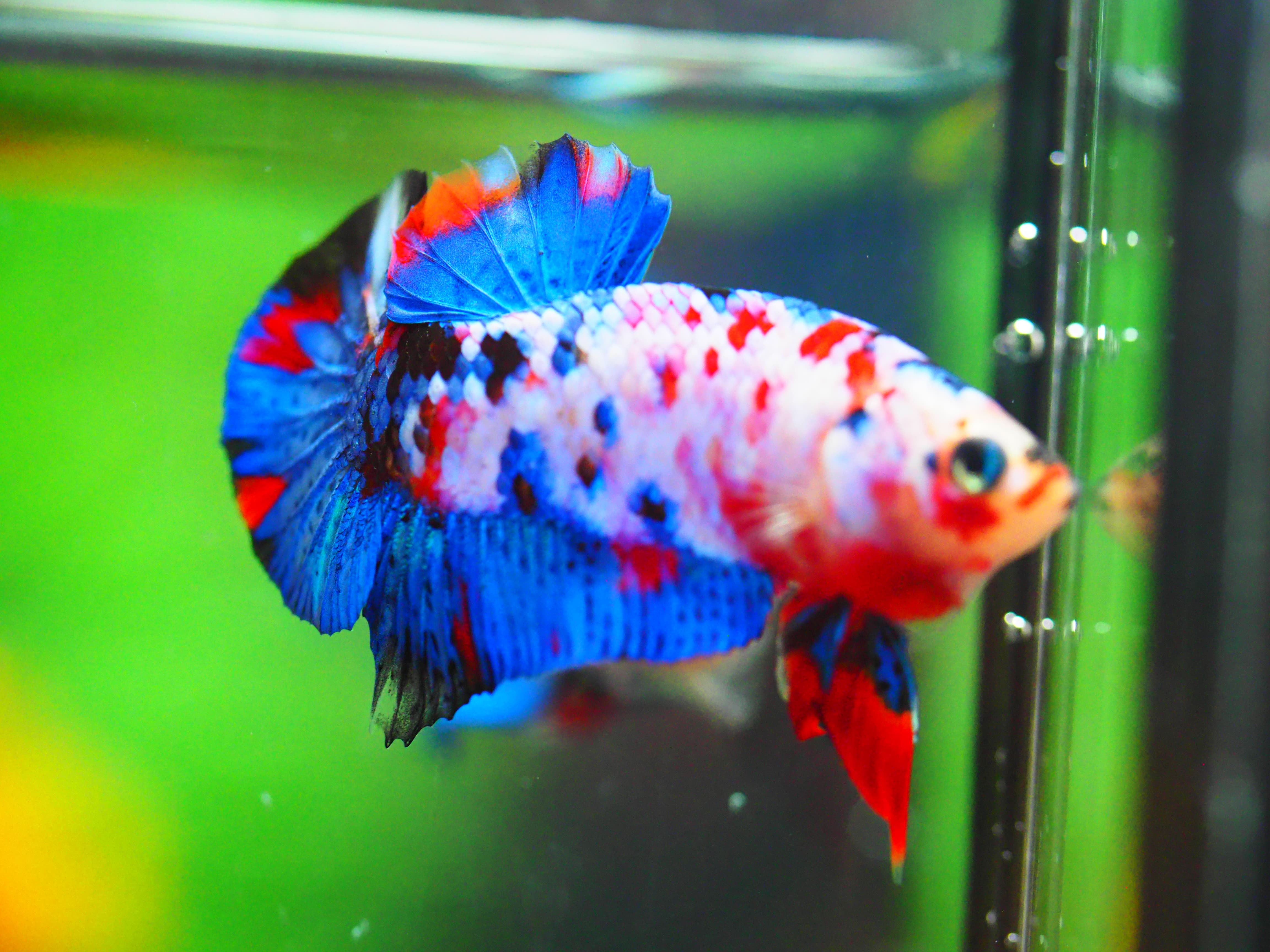 HMPK KOI GALAXY MALE GRADE A +++