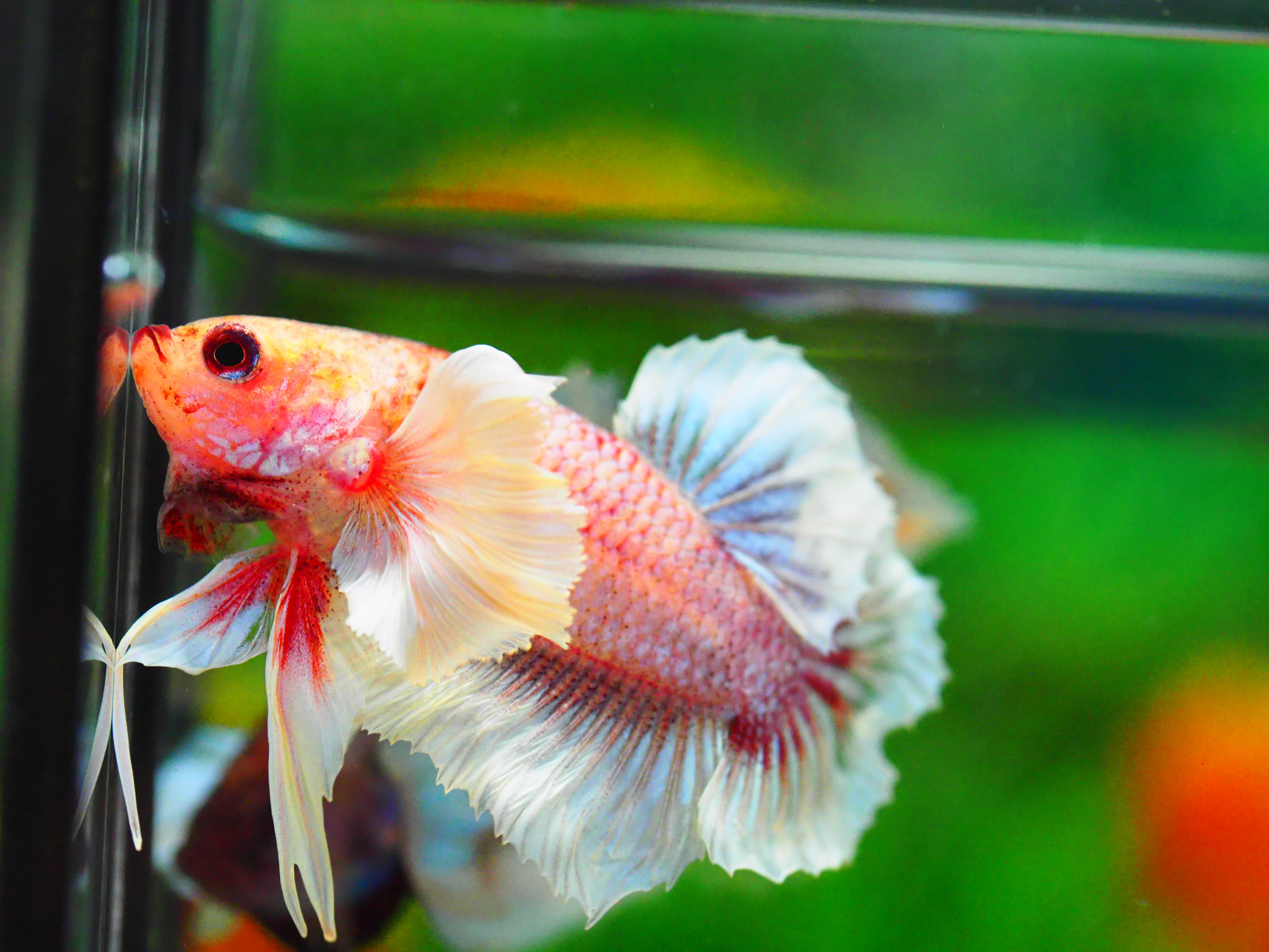 HMPK DUMBO MALE GRADE A +++