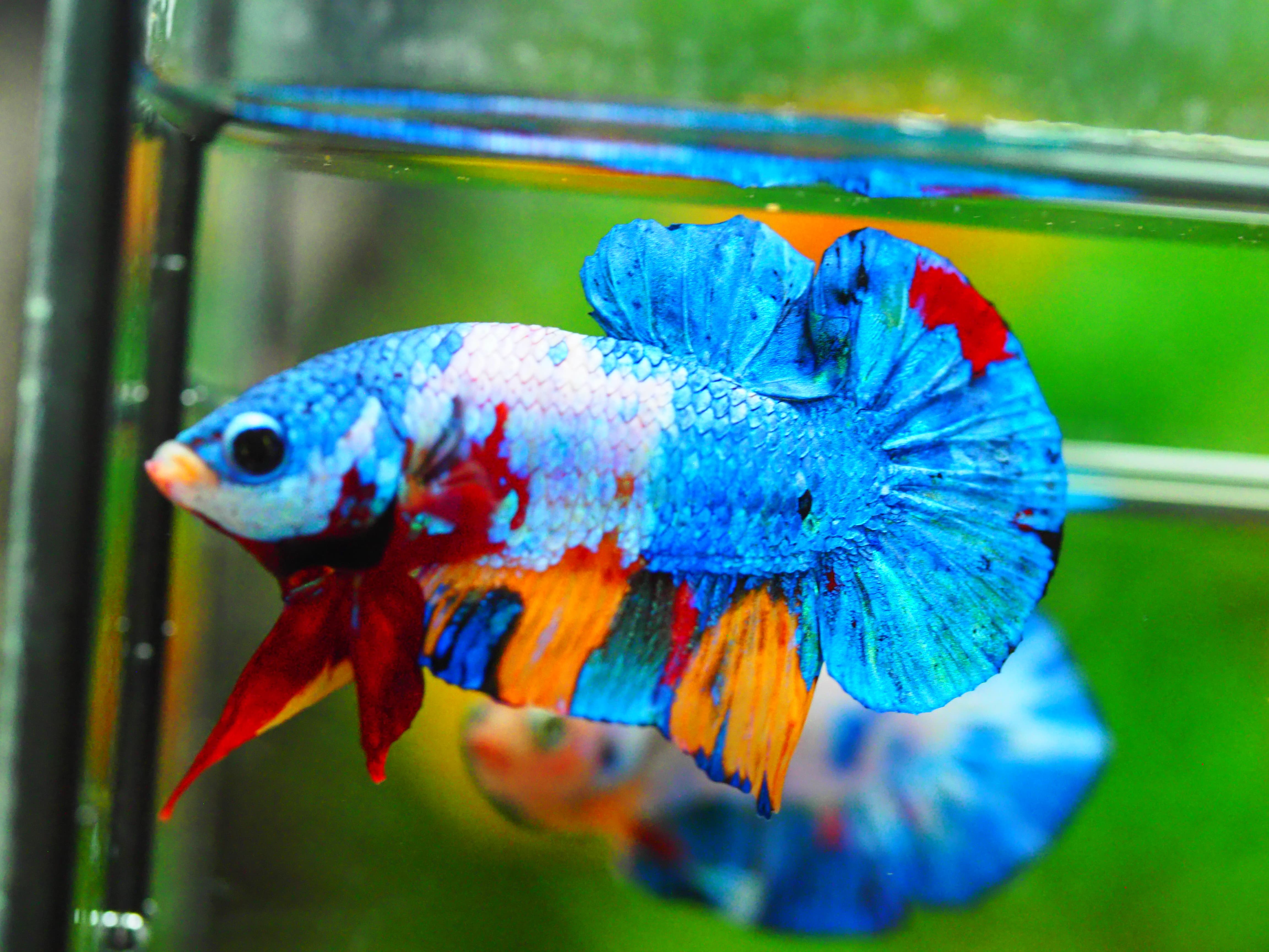 HMPK KOI GALAXY MALE GRADE A +++