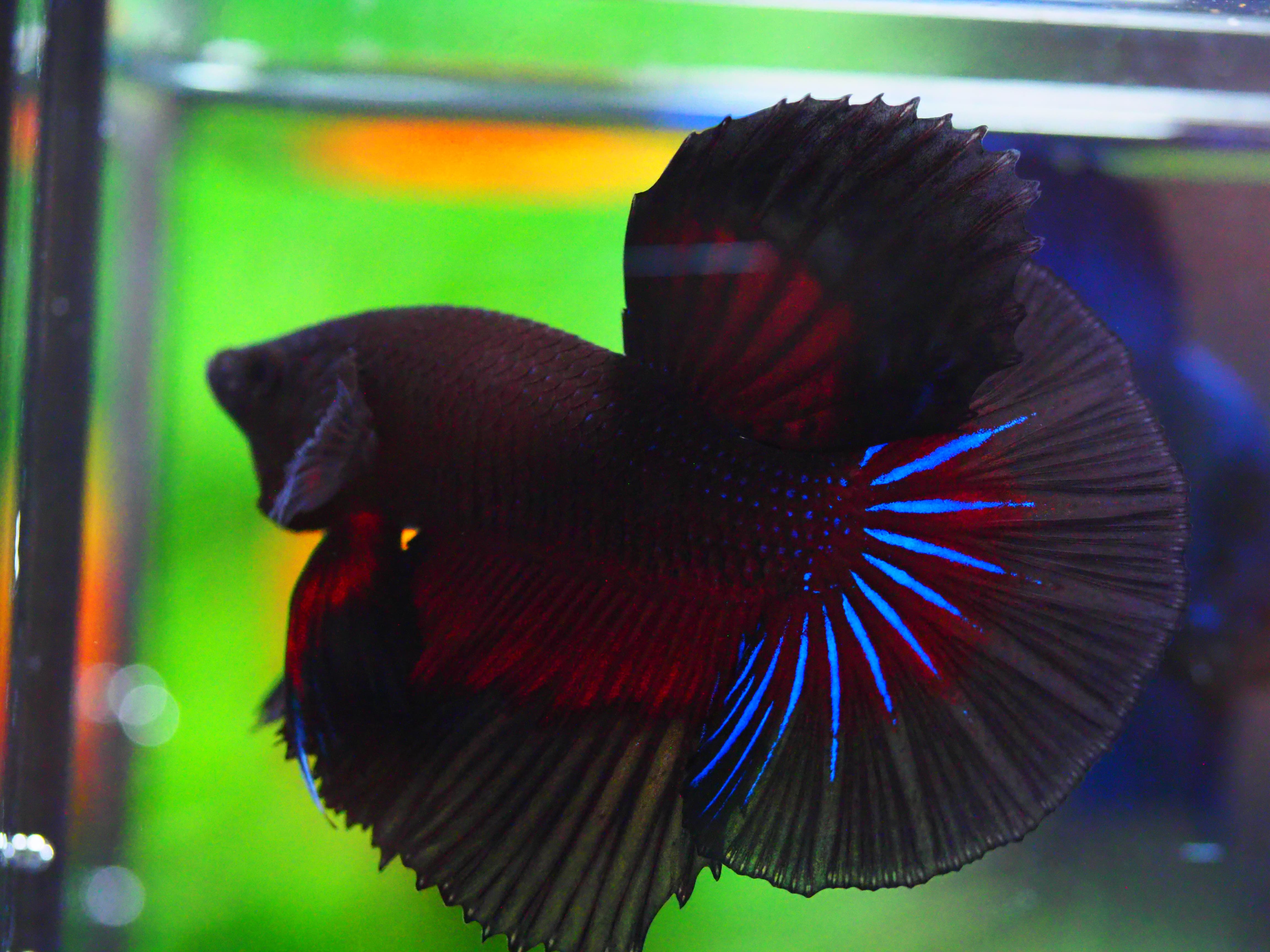 HM FANCY MALE GRADE A +++