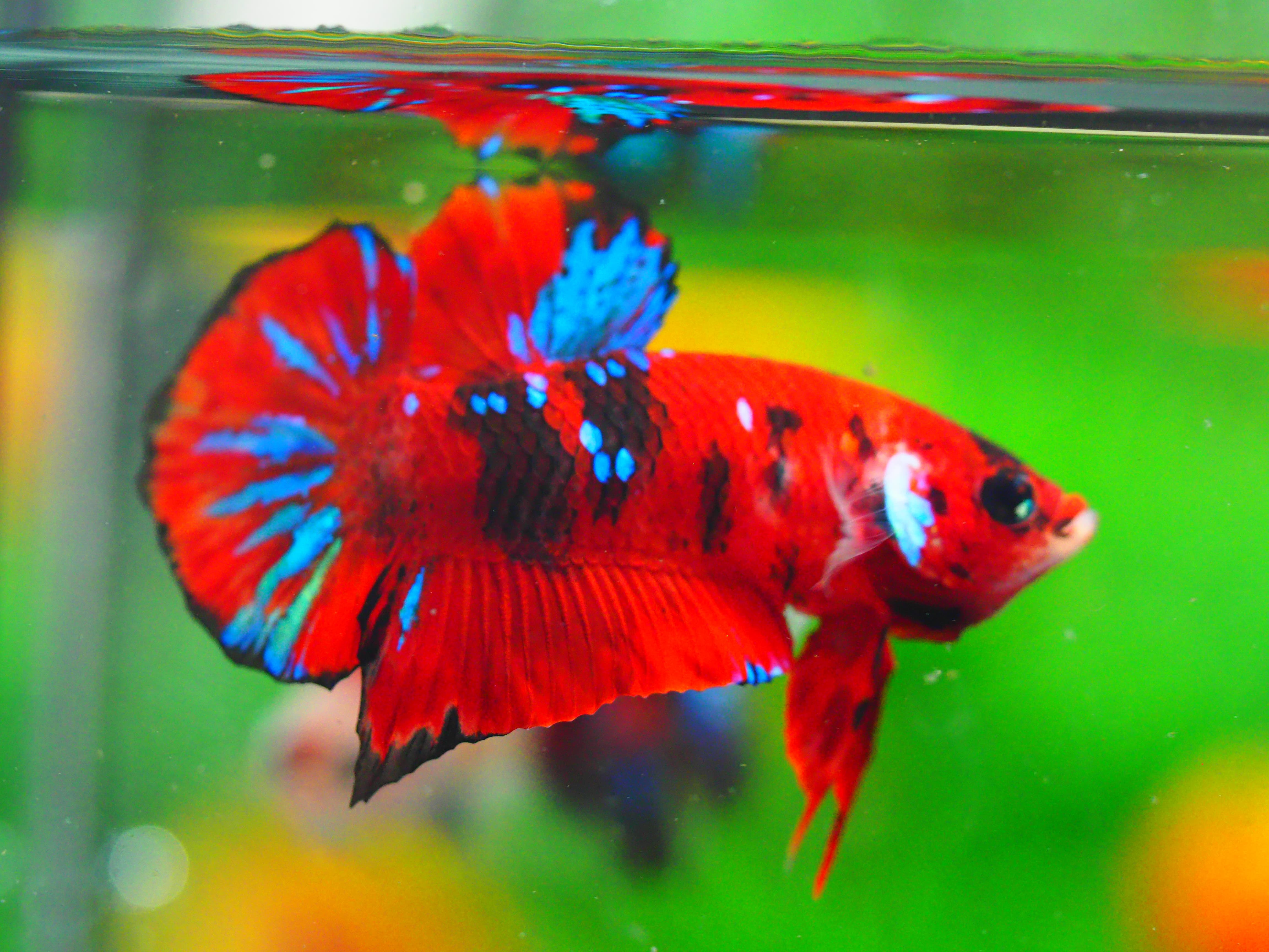 HMPK KOI GALAXY MALE GRADE A +++