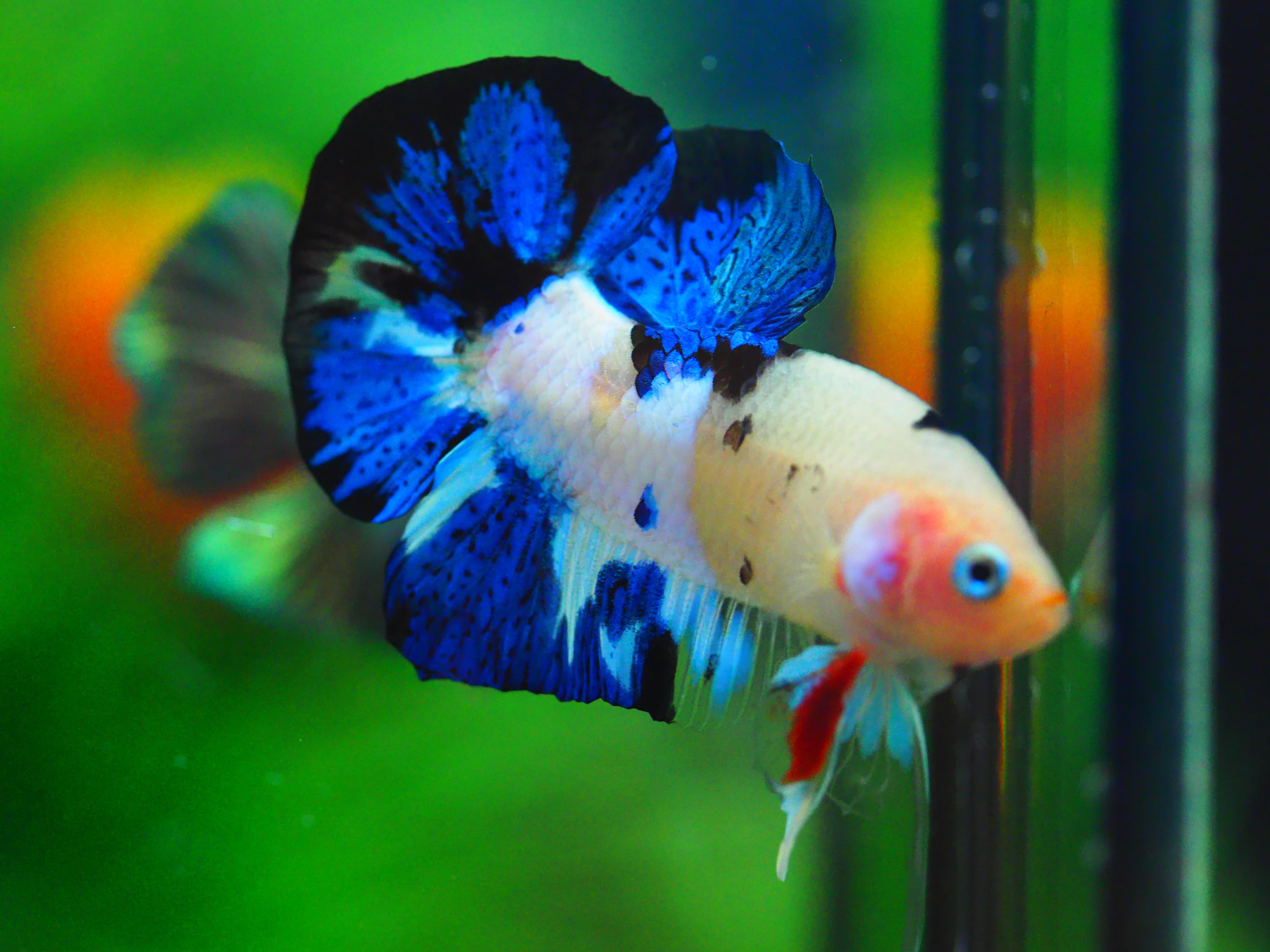 HMPK KOI GALAXY MALE GRADE A +++