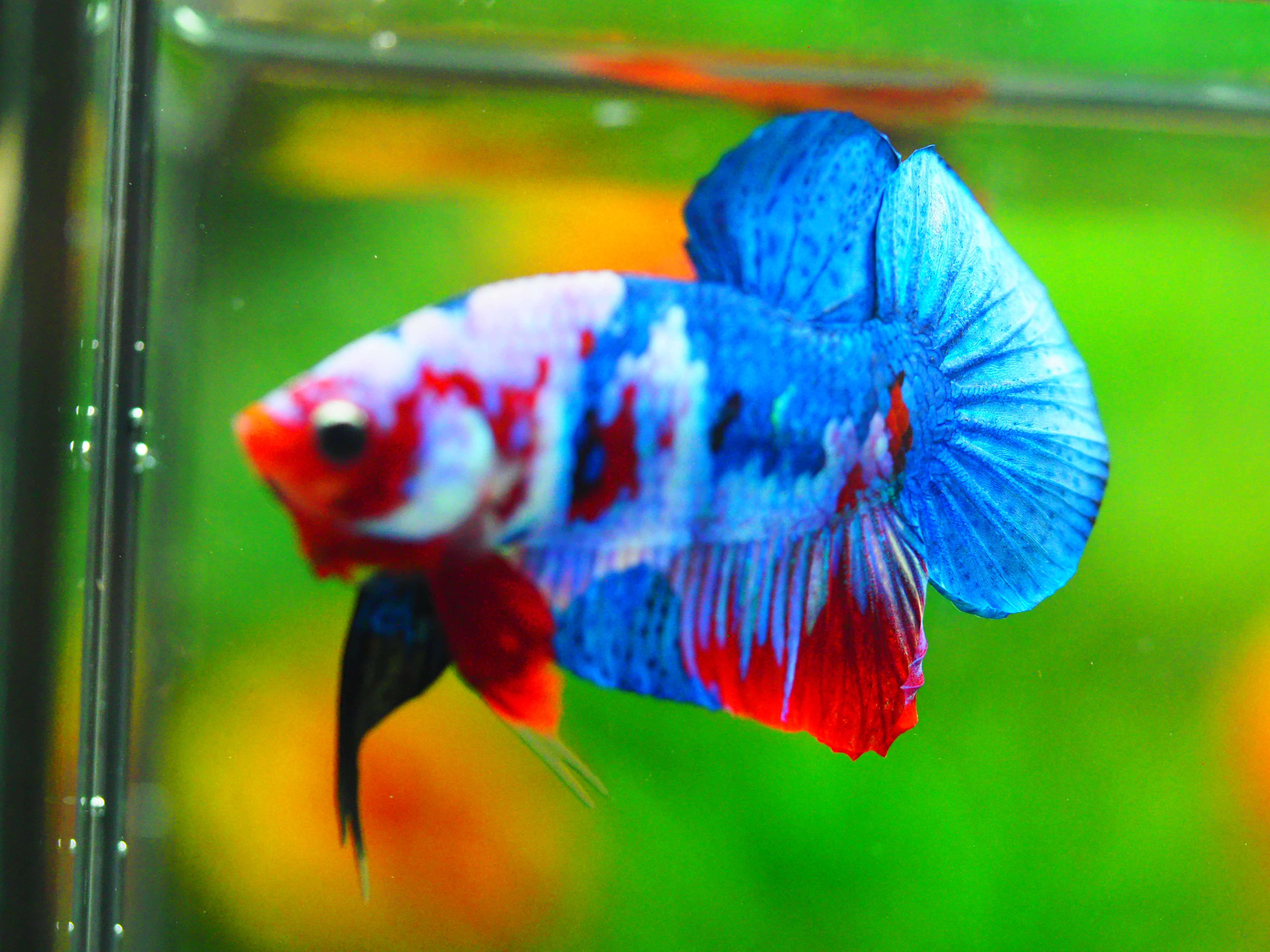 HMPK KOI GALAXY MALE GRADE A +++