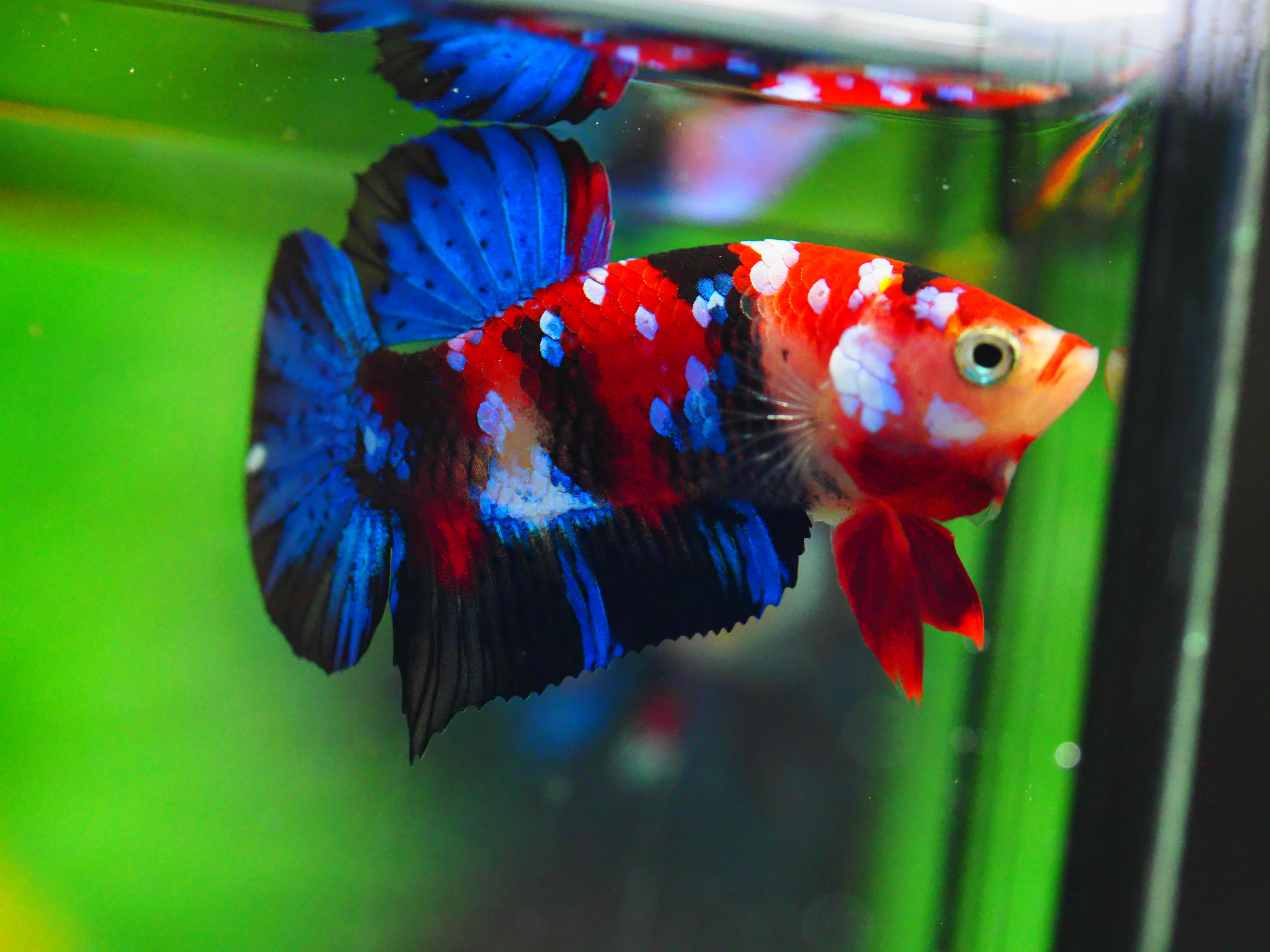 HMPK KOI GALAXY MALE GRADE A +++