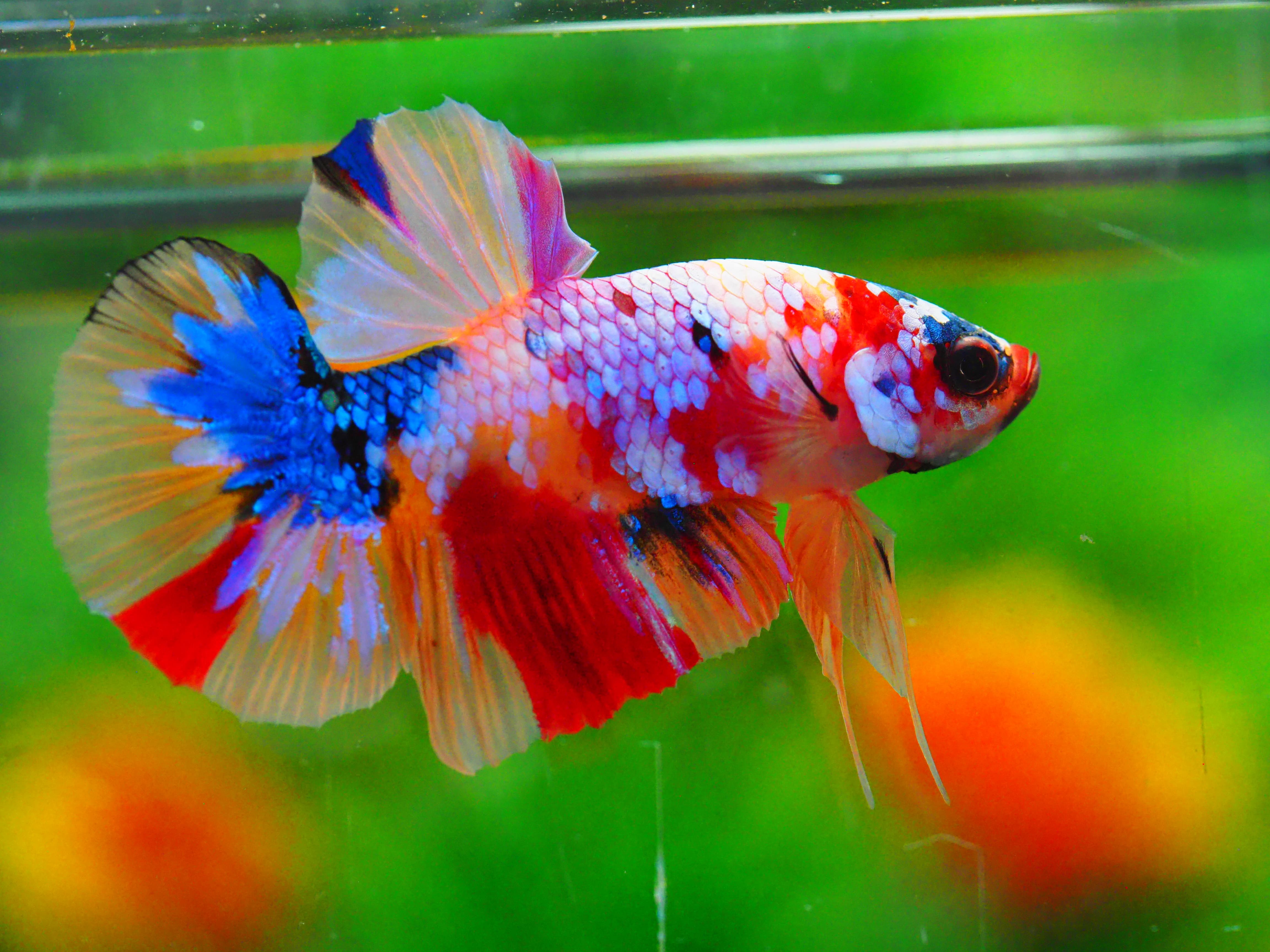 HMPK NEMO GALAXY MALE GRADE A +++