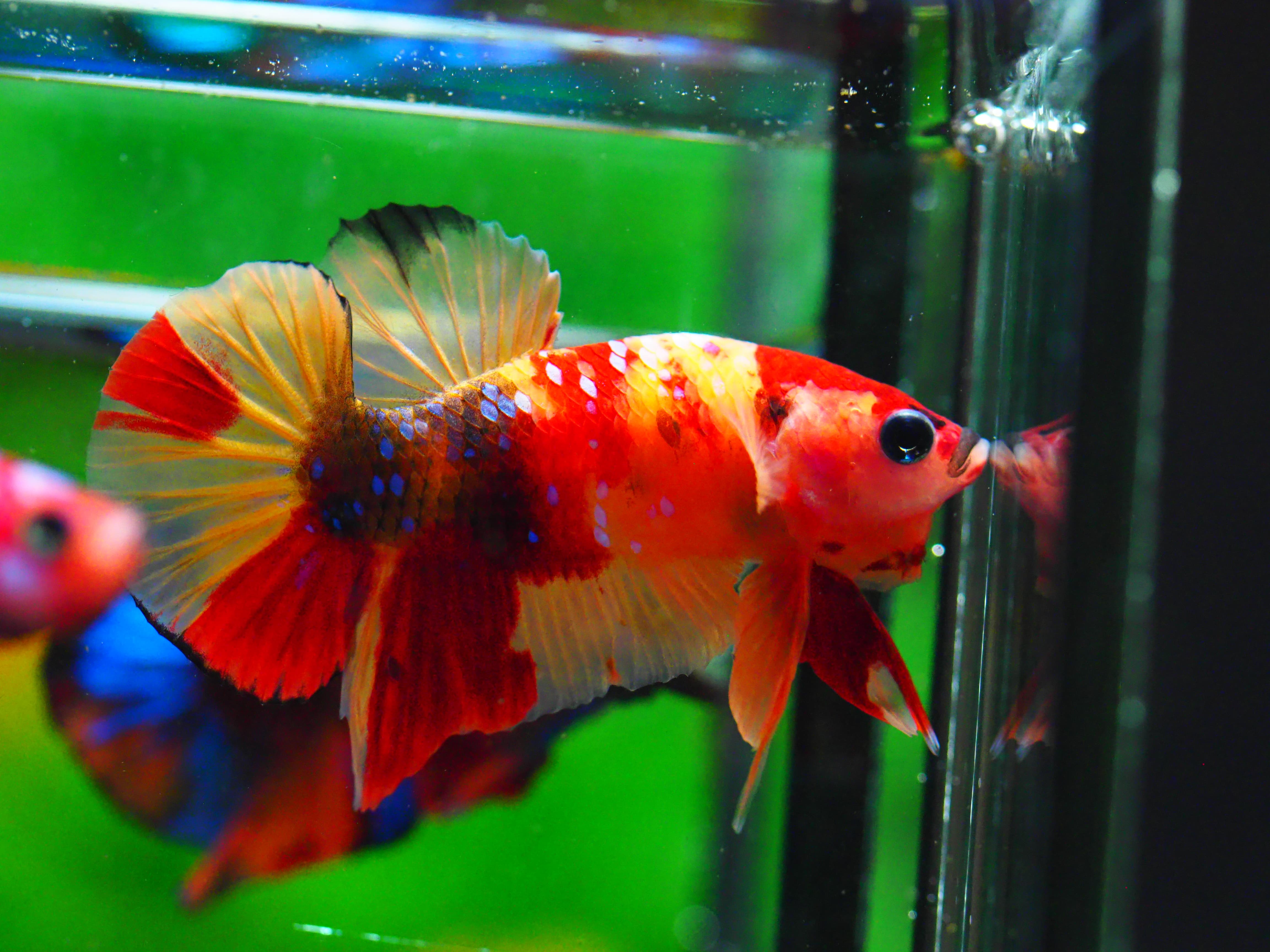 HMPK NEMO MALE GRADE A +++