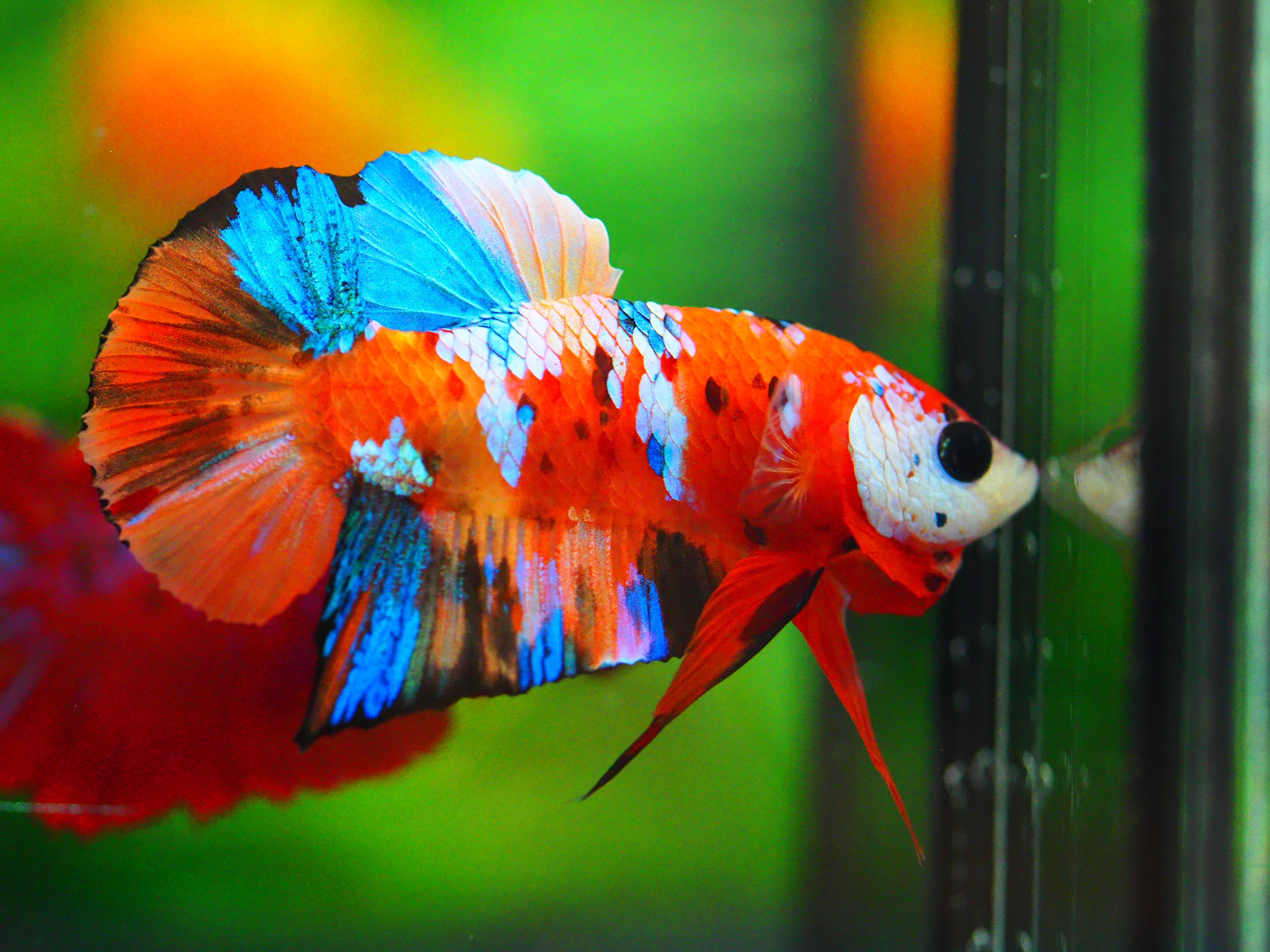 HMPK NEMO GALAXY MALE GRADE A +++