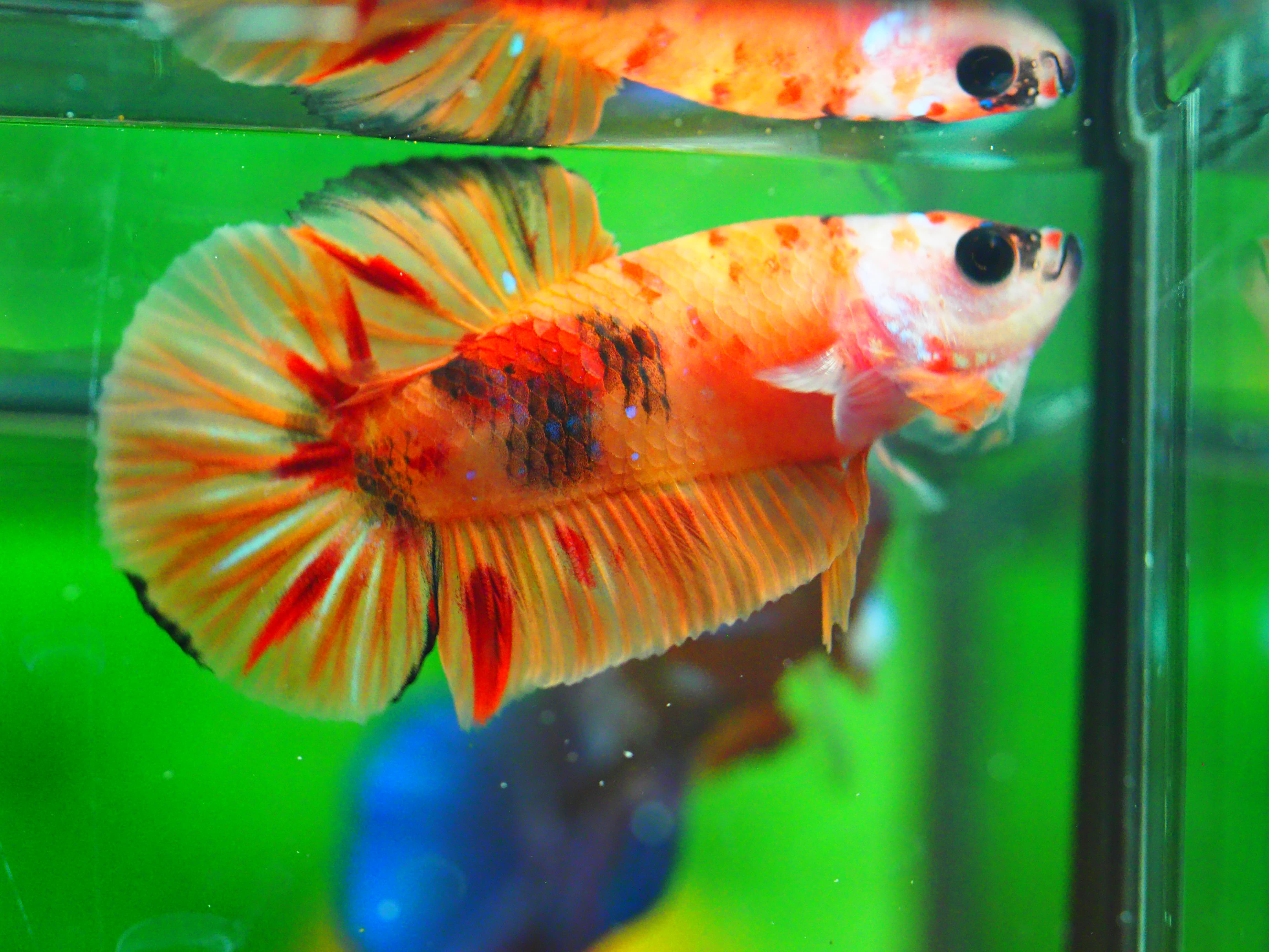 HMPK NEMO MALE GRADE A +++