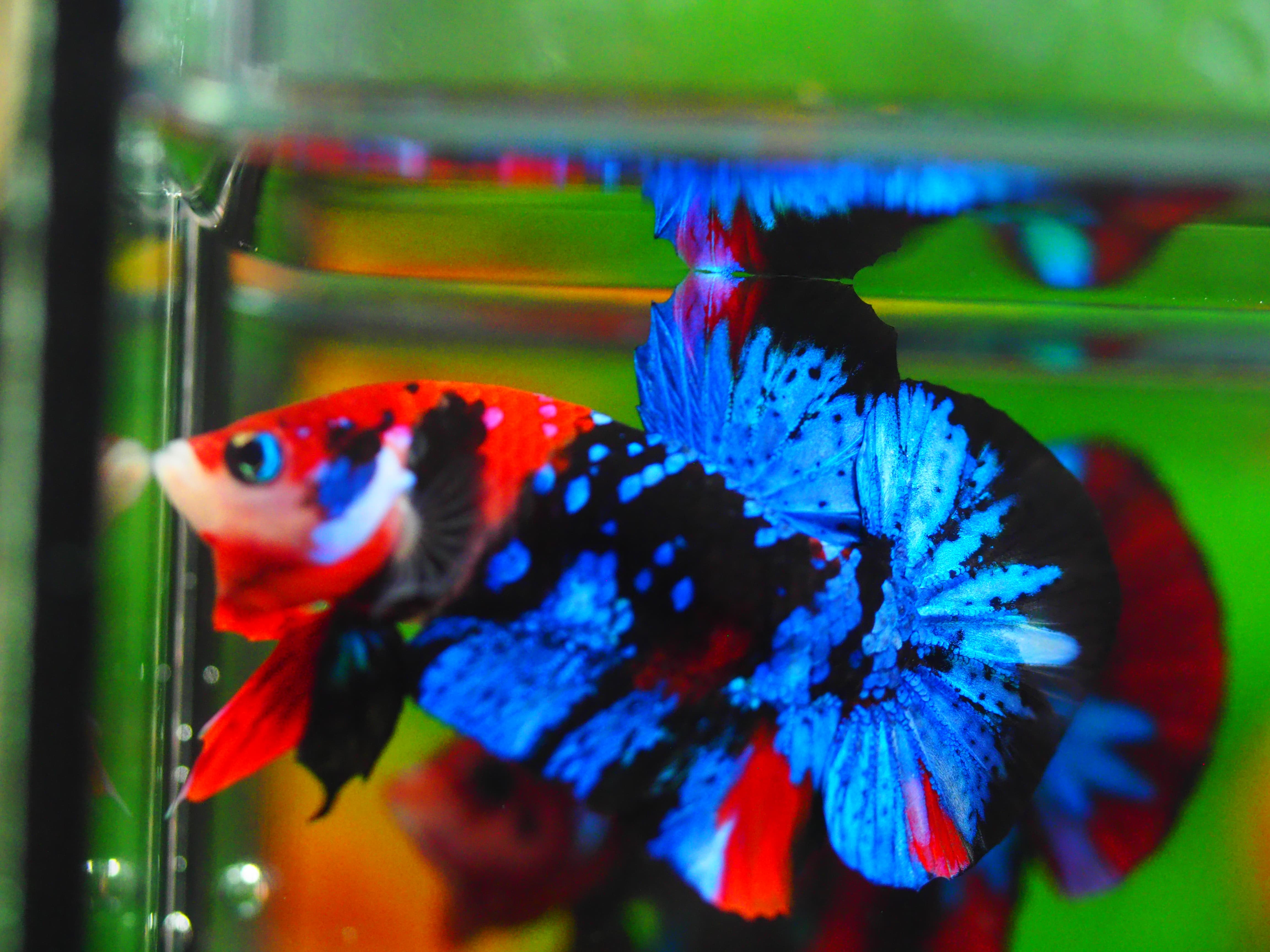 HMPK KOI GALAXY MALE GRADE A++