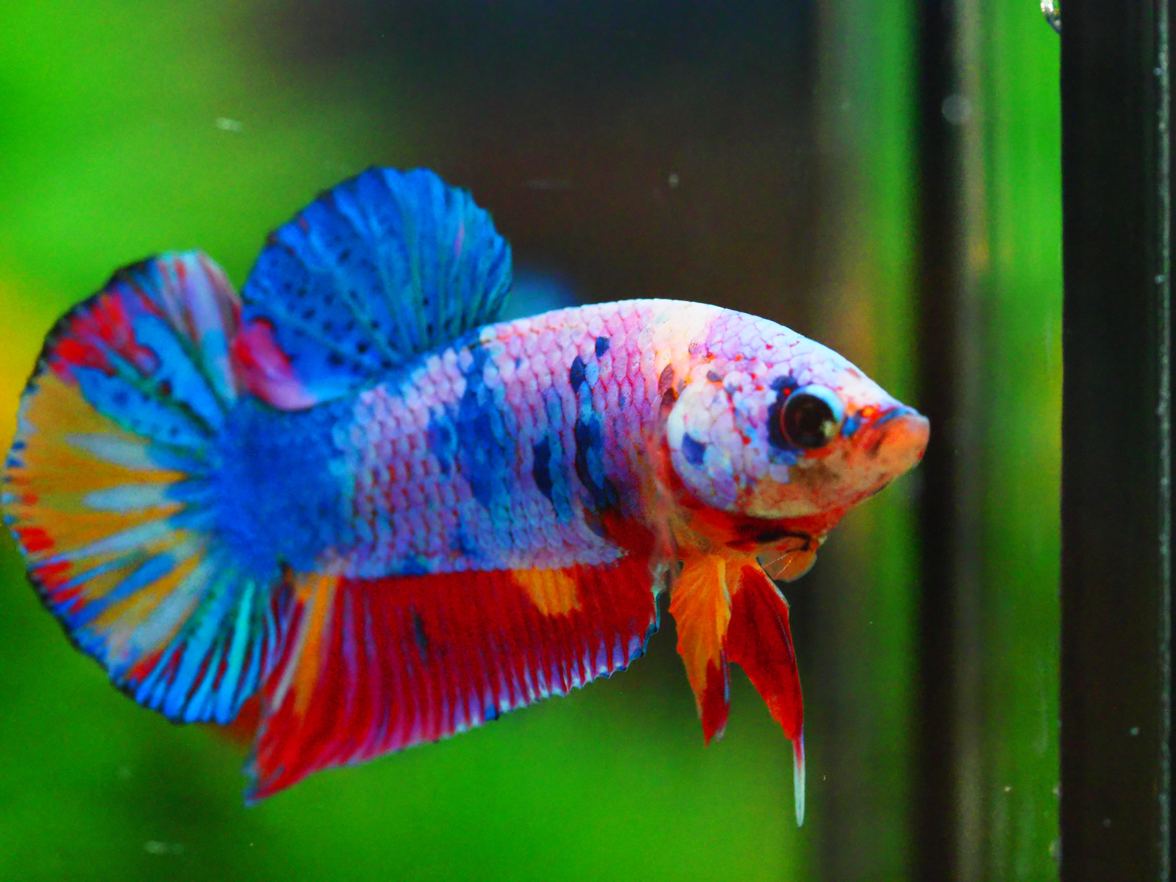 HMPK FANCY MALE GRADE A +++