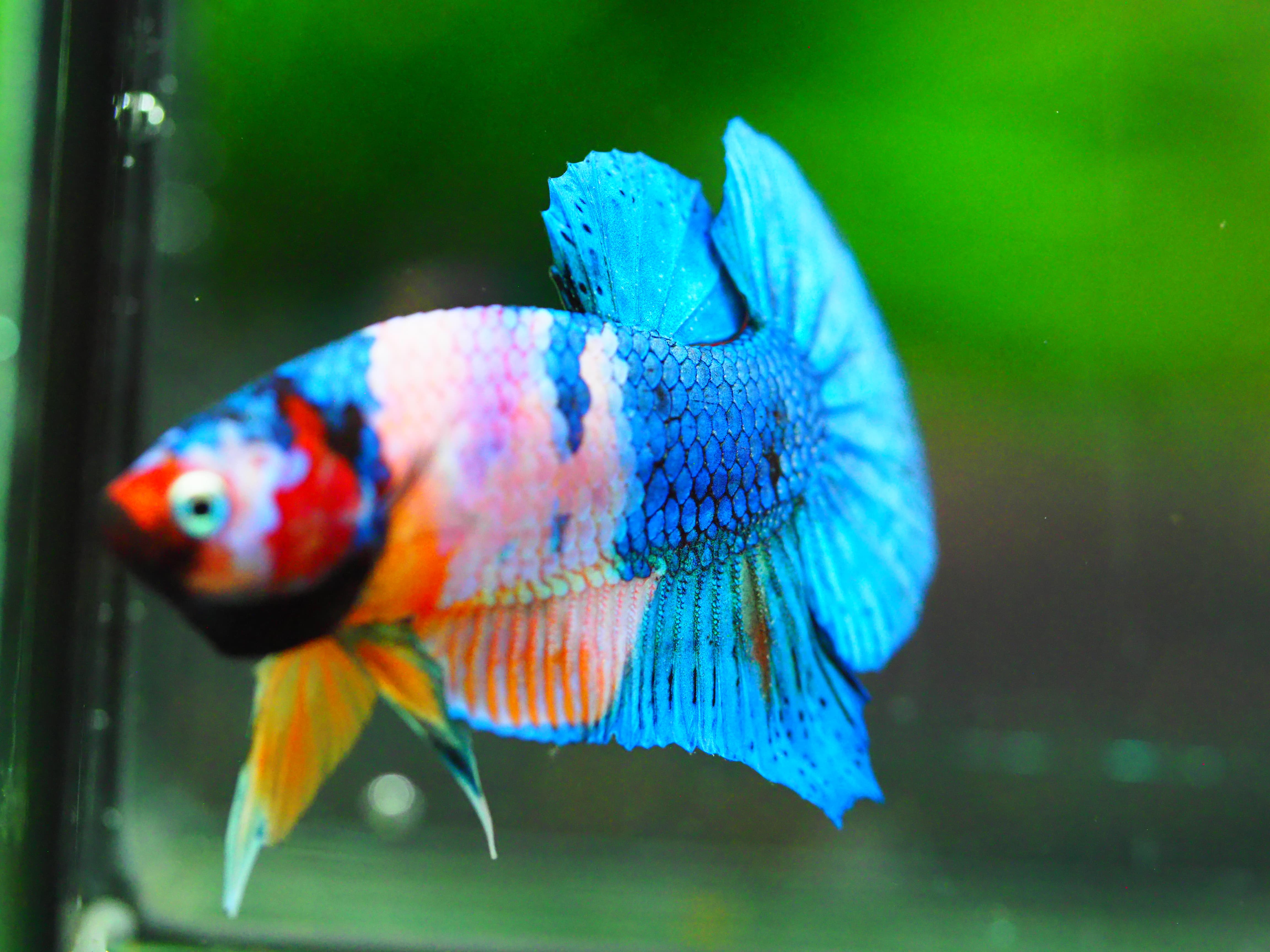 HMPK KOI GALAXY MALE GRADE A +++